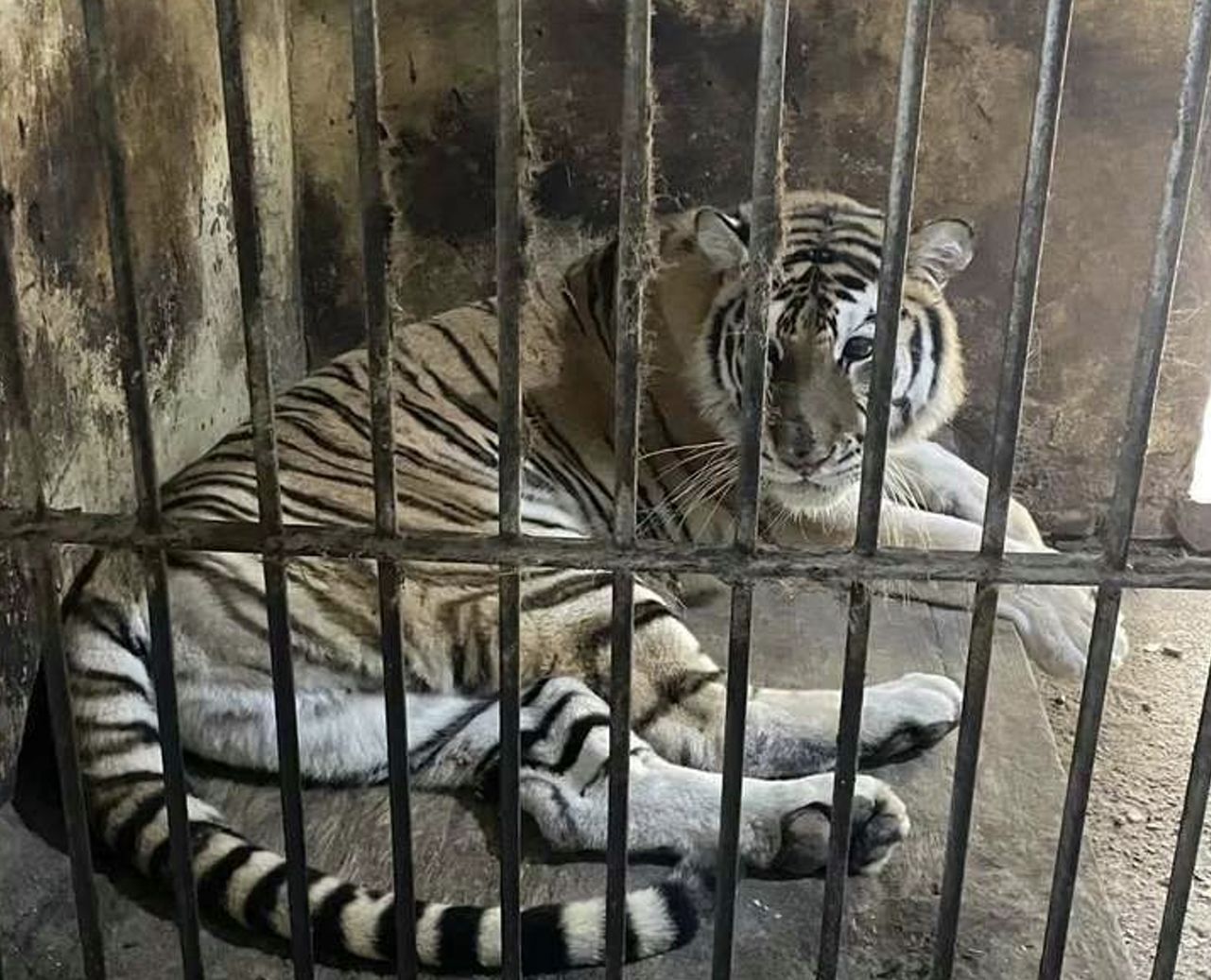 桥北动物园旅行图片 3