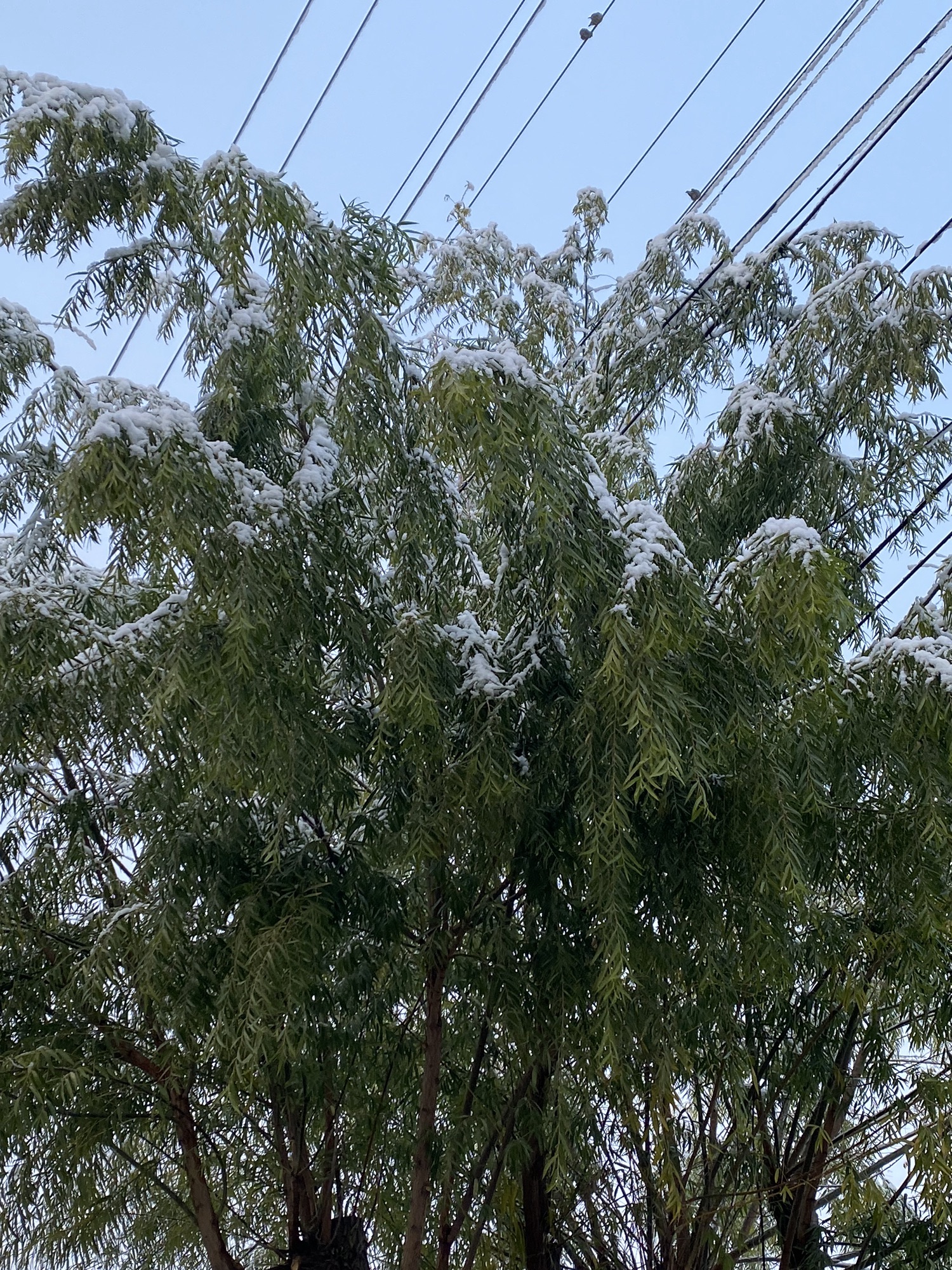 伊克昭公园旅行图片 2