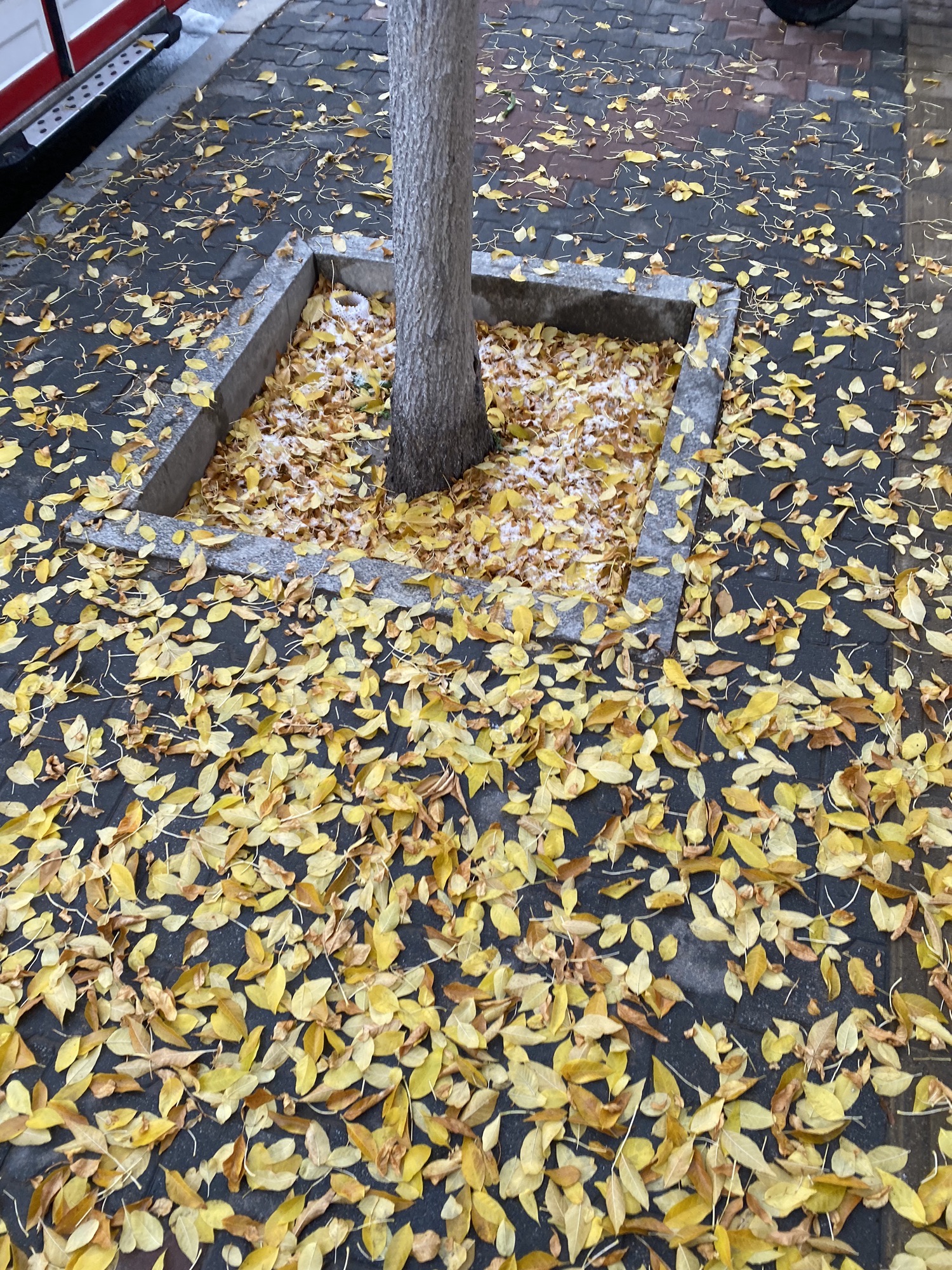 伊克昭公园旅行图片 1