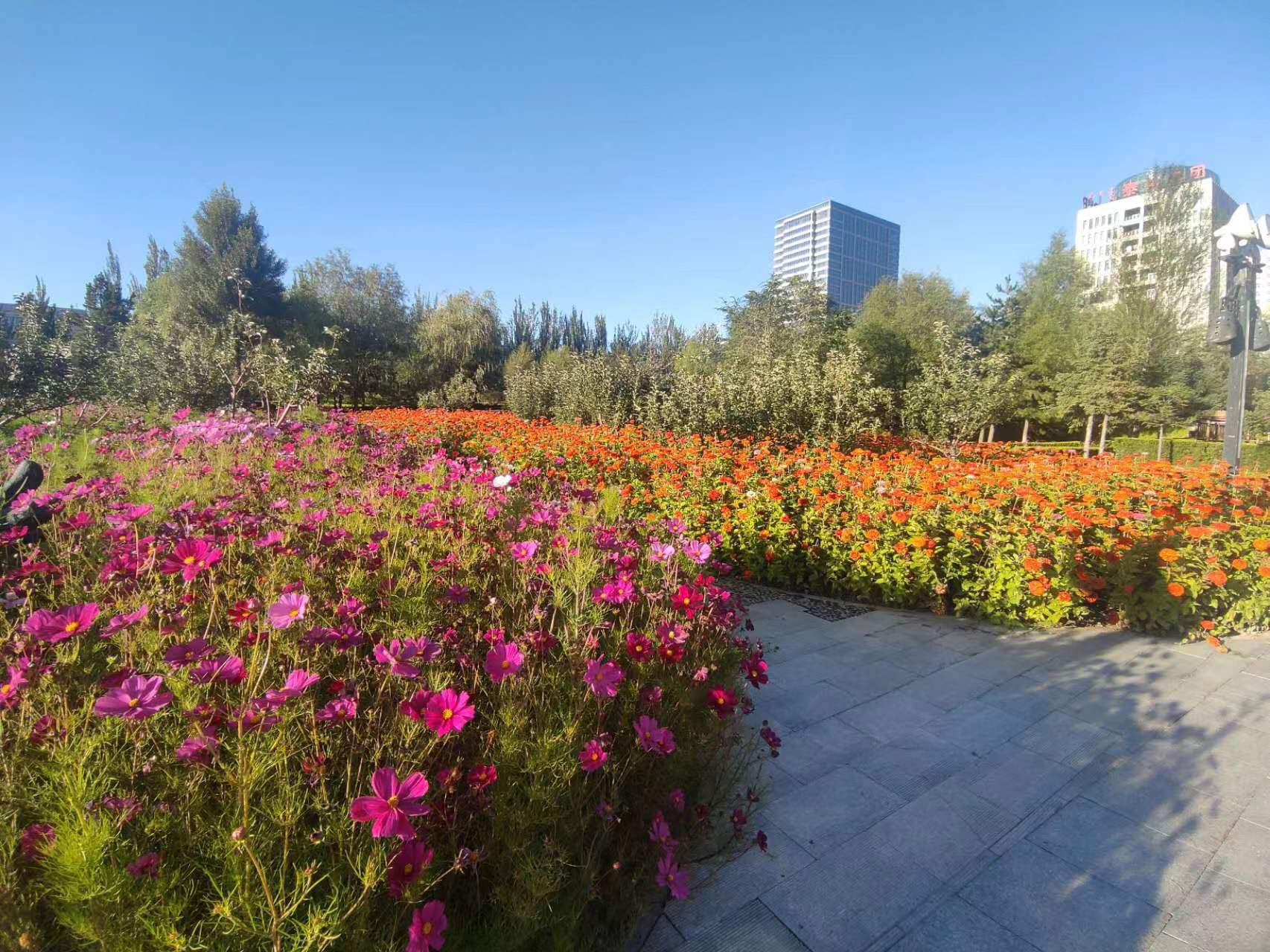 东胜月季文化公园旅行图片 2