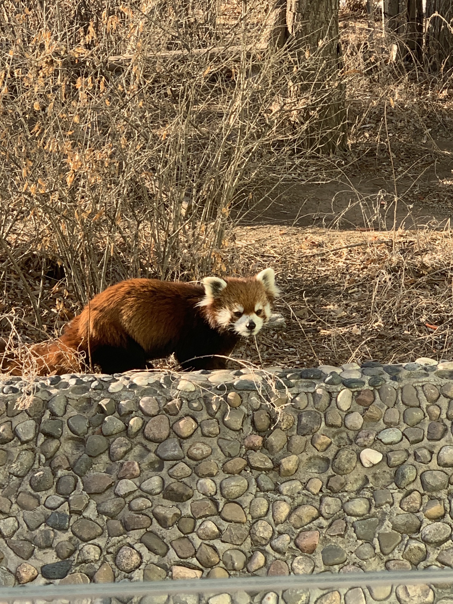 鄂尔多斯野生动物园旅行图片 1