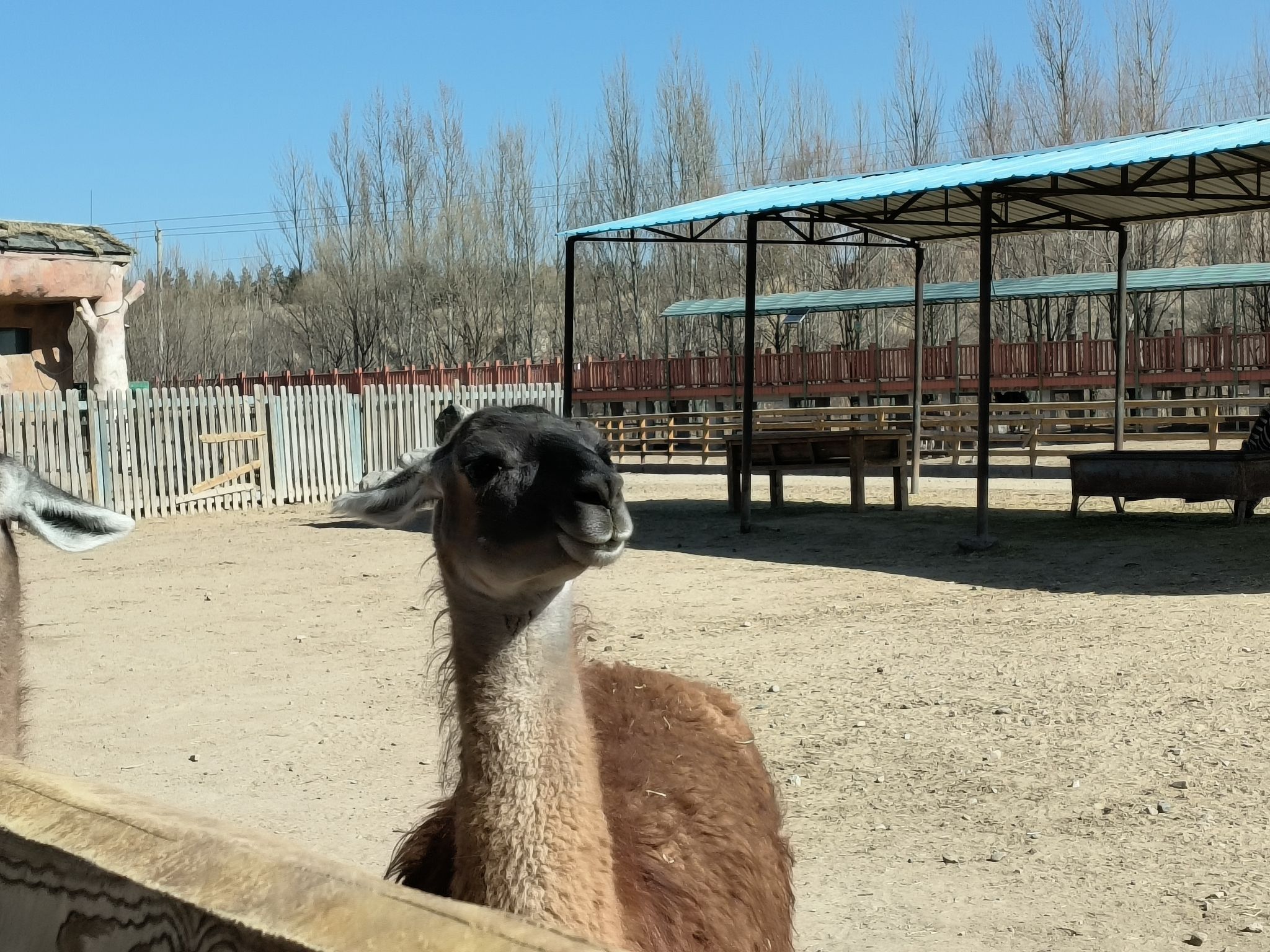 鄂尔多斯野生动物园旅行图片 3