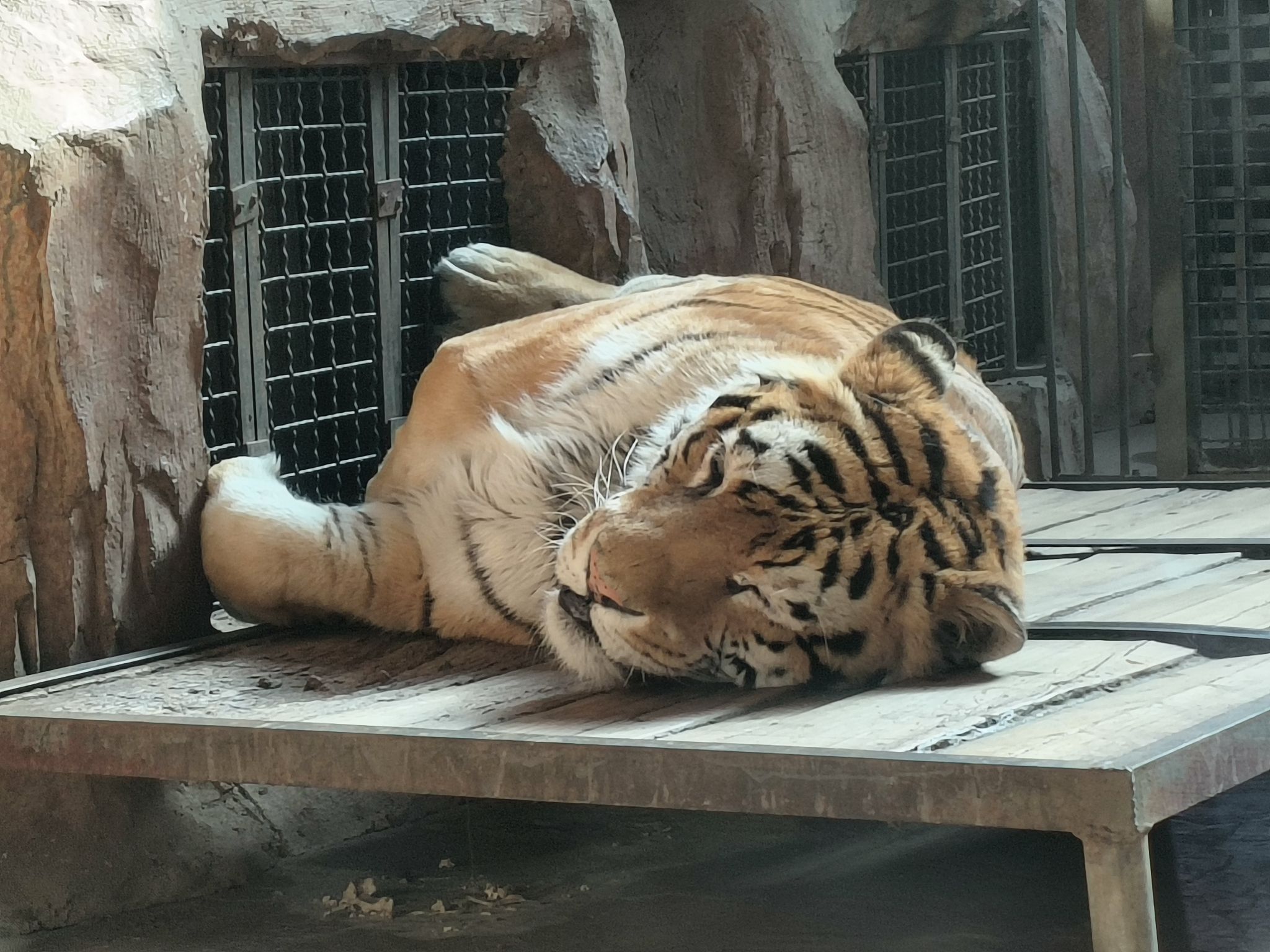 鄂尔多斯野生动物园旅行图片 1