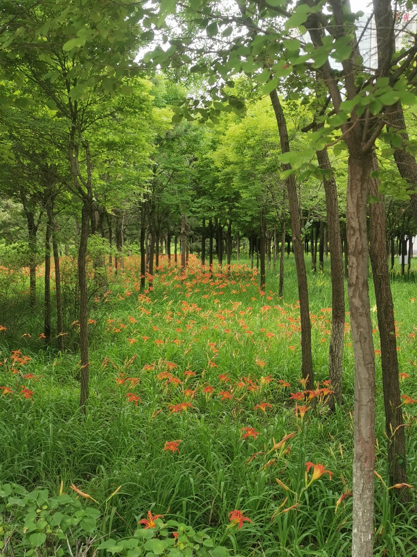 三角洲公园旅行图片 3