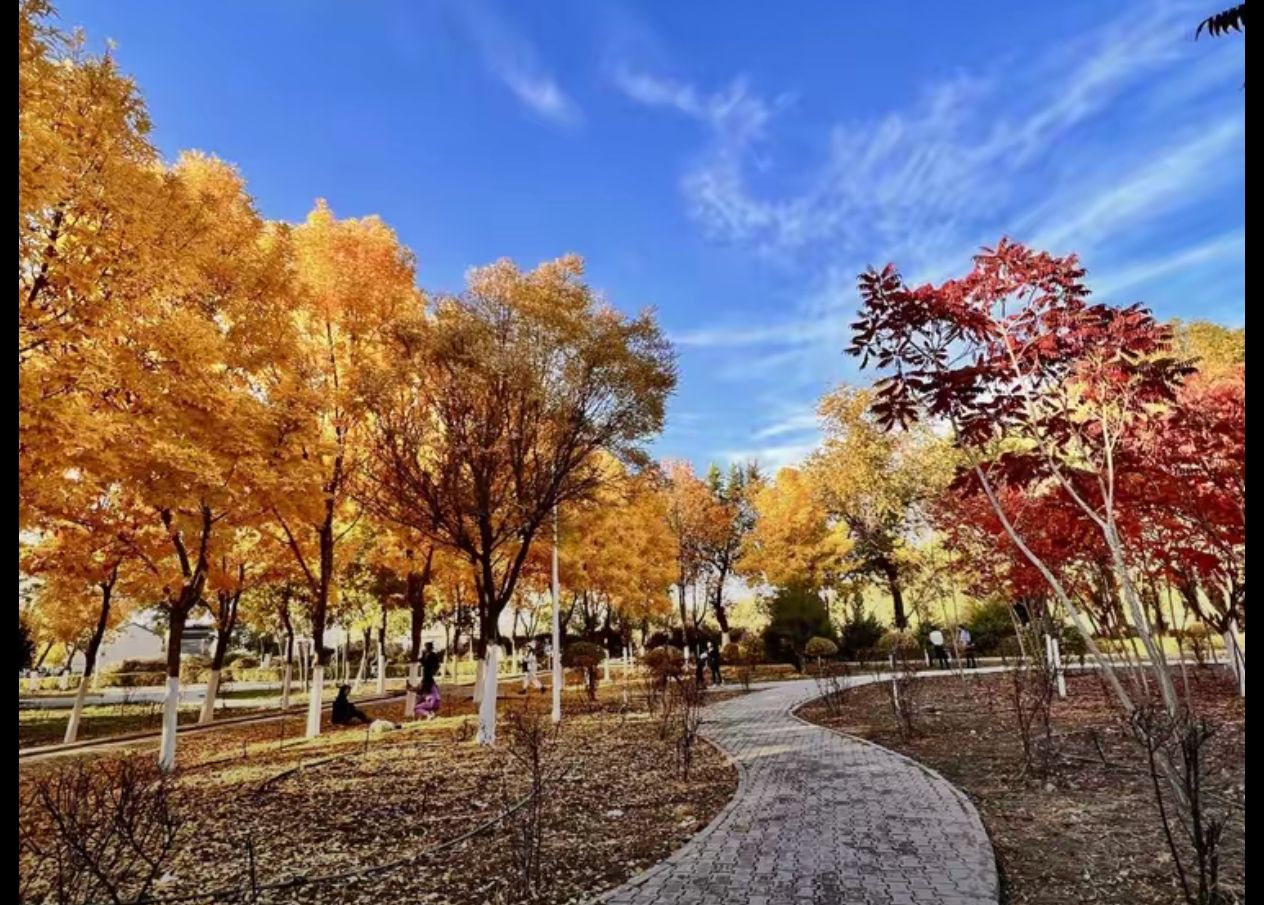 陕坝公园旅行图片 1