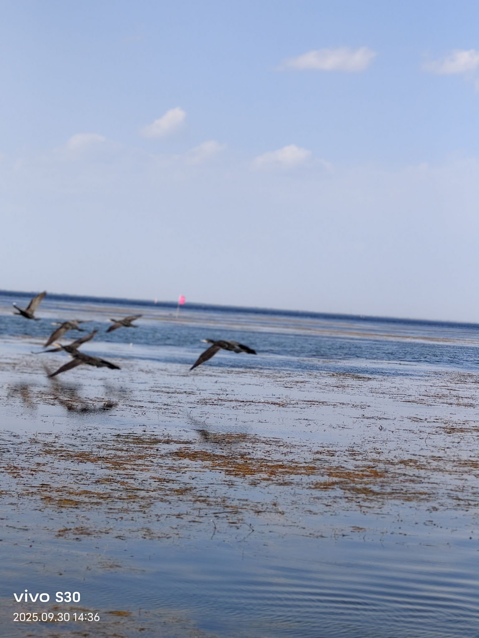 乌梁素海生态旅游景区(暂停开放)旅行图片 2