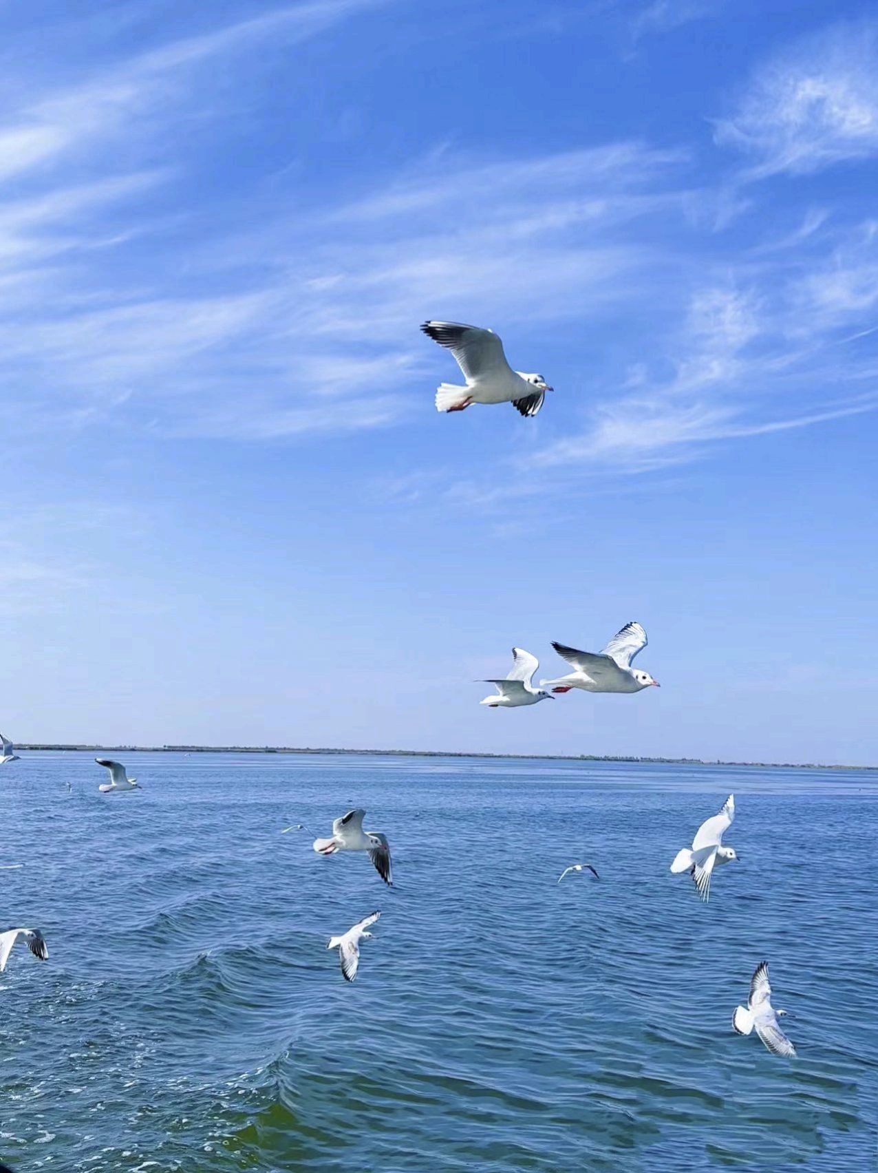 乌梁素海生态旅游景区(暂停开放)旅行图片 3
