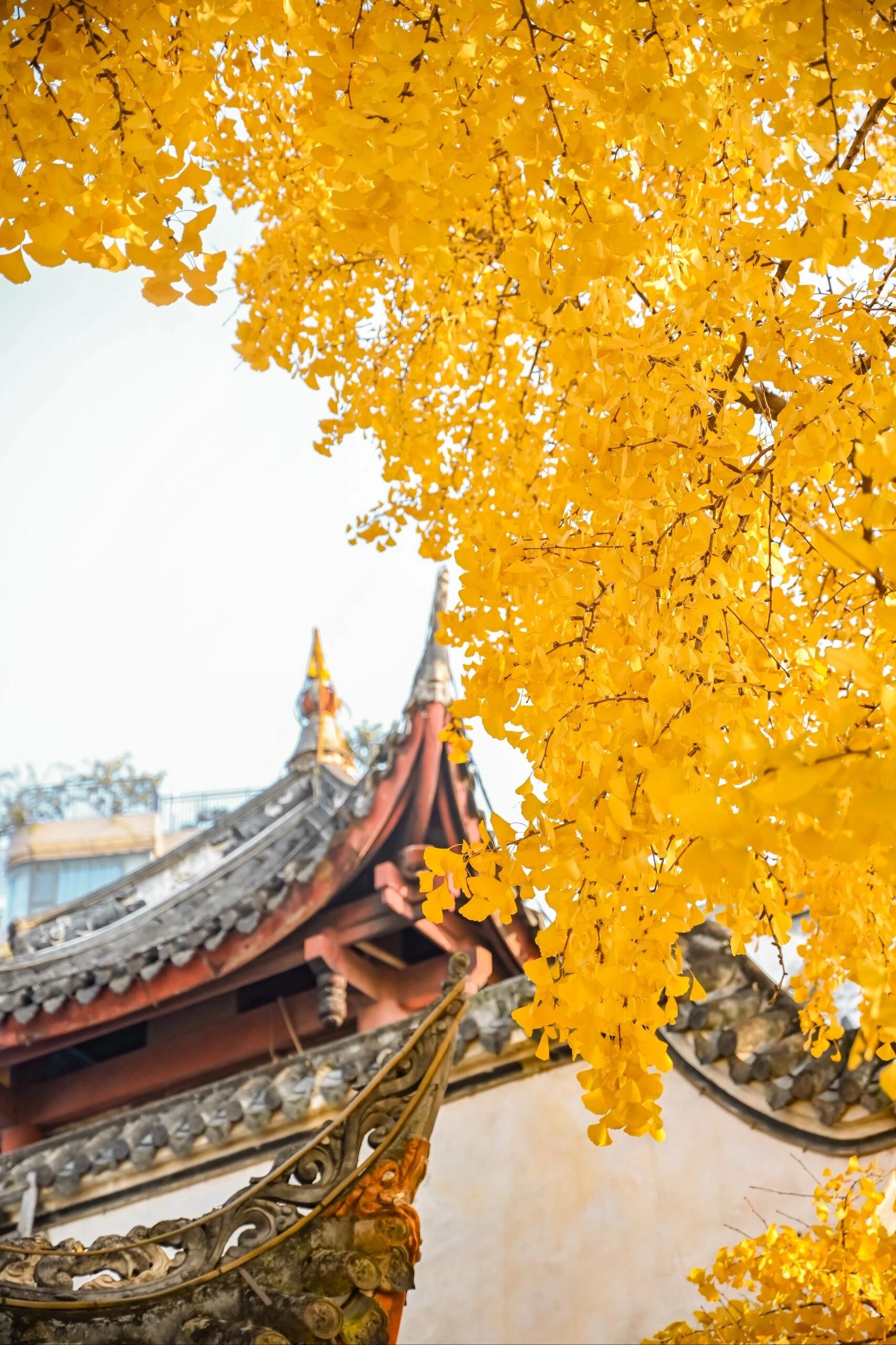 人民公园旅行图片 3