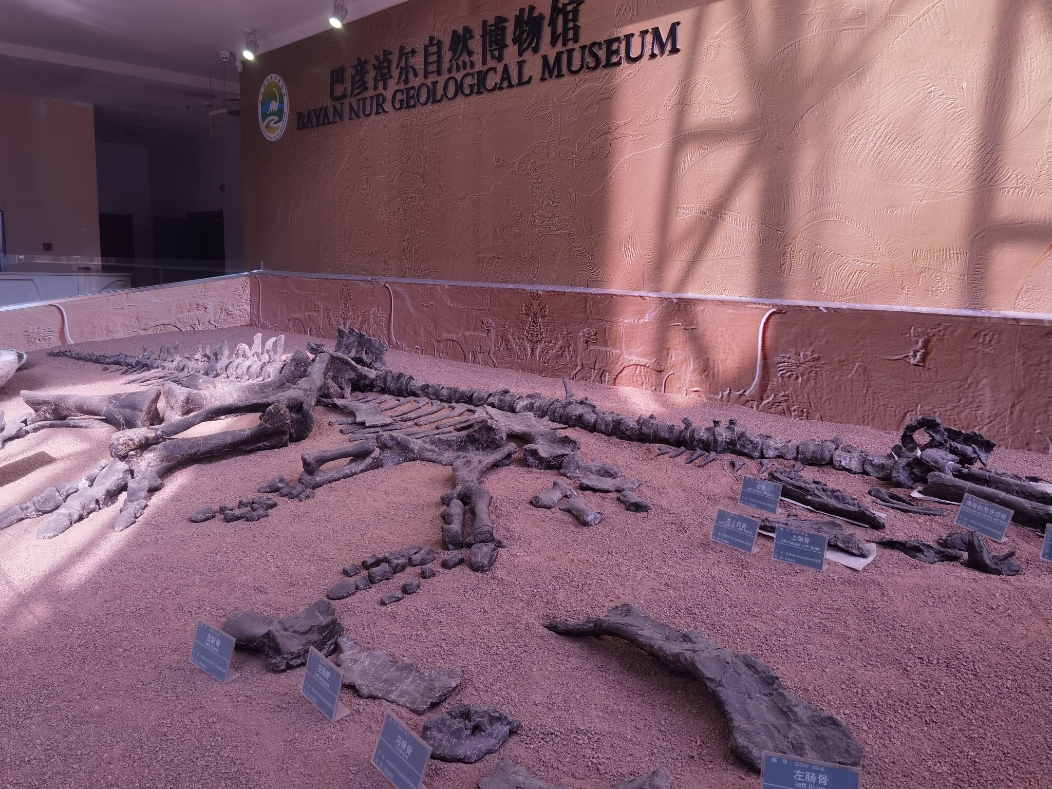 巴彦淖尔自然博物馆旅行图片 2