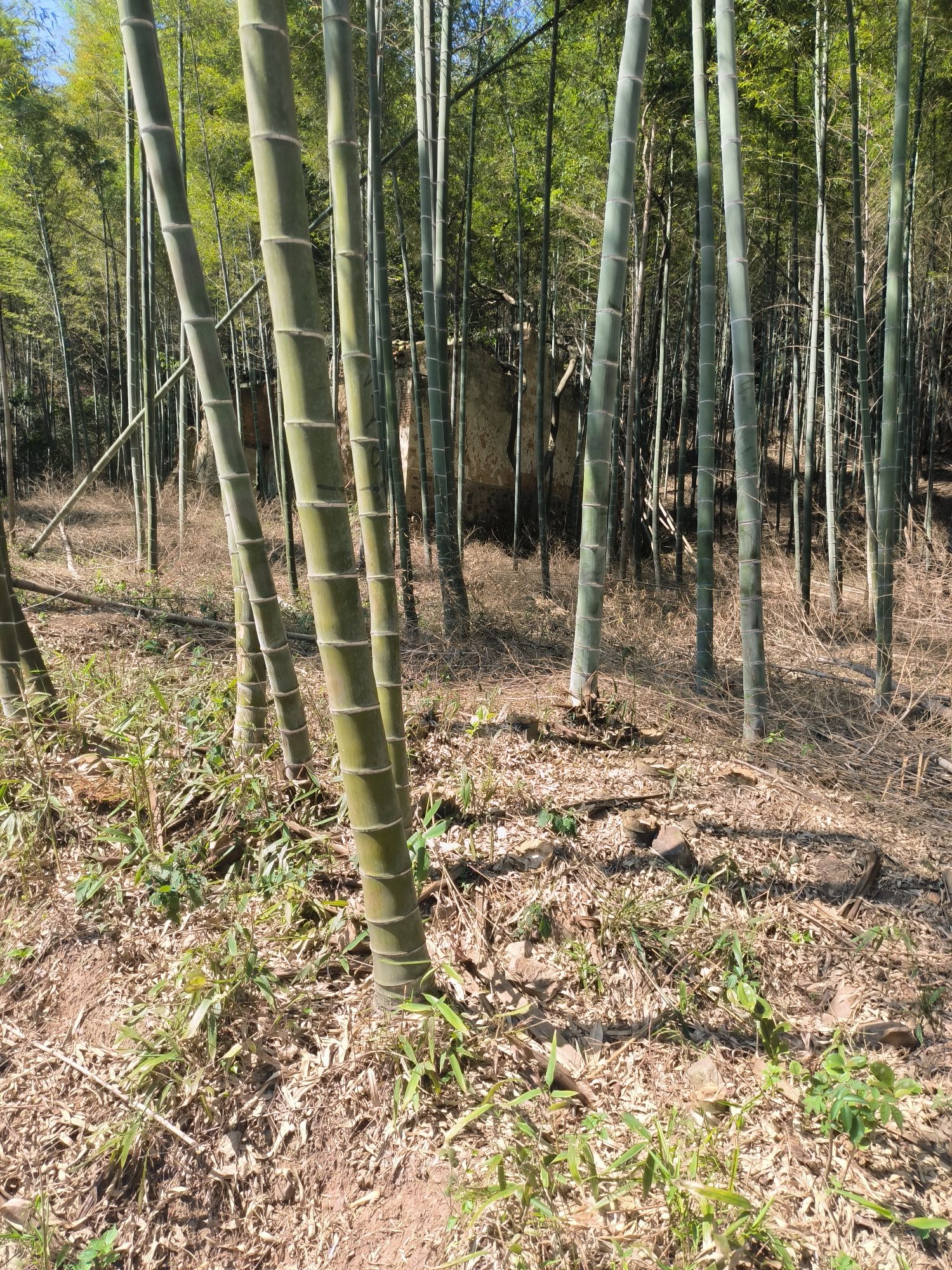 南岳禅寺的第3张图片的图片资料
