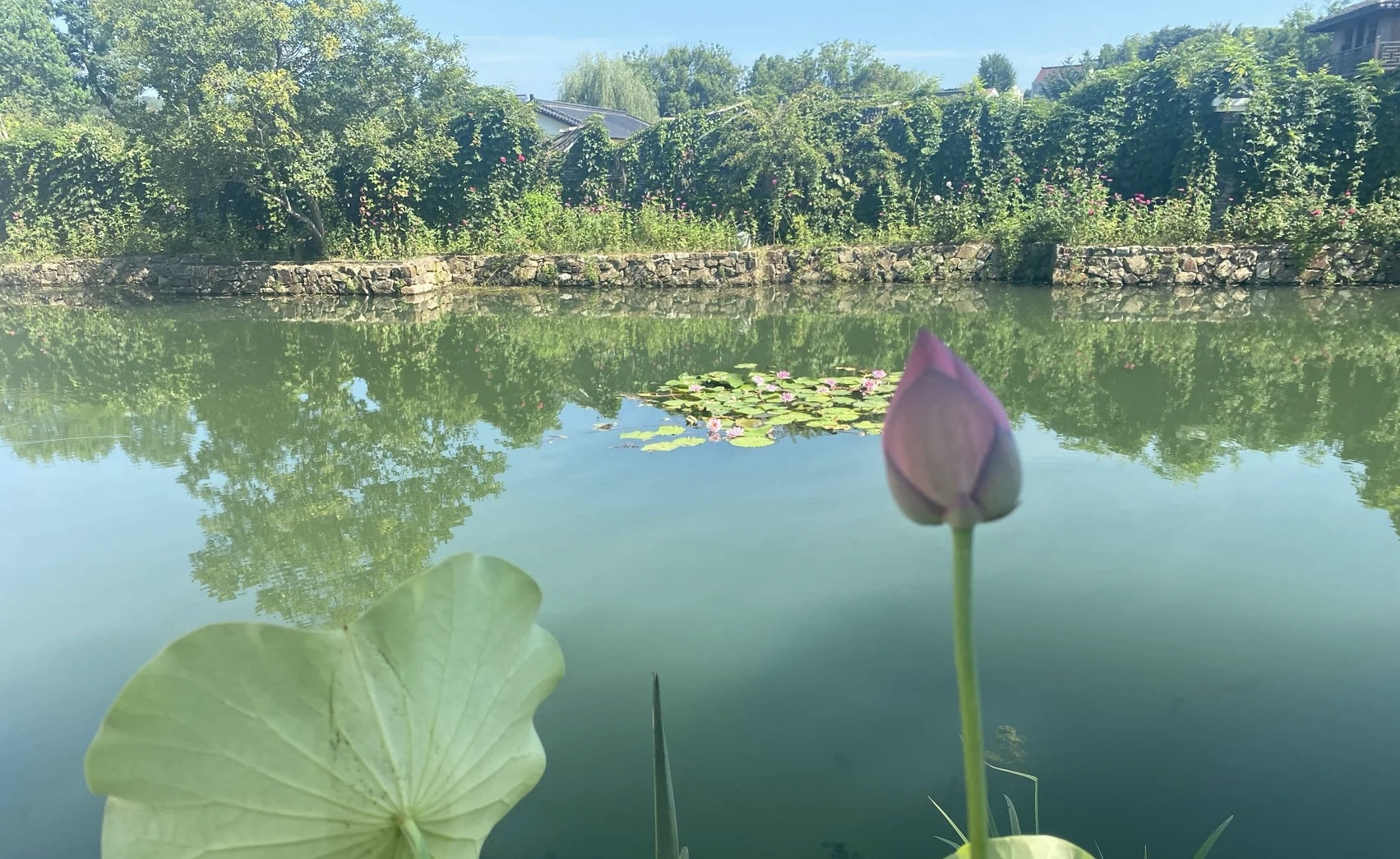 和桥公园旅行图片 2