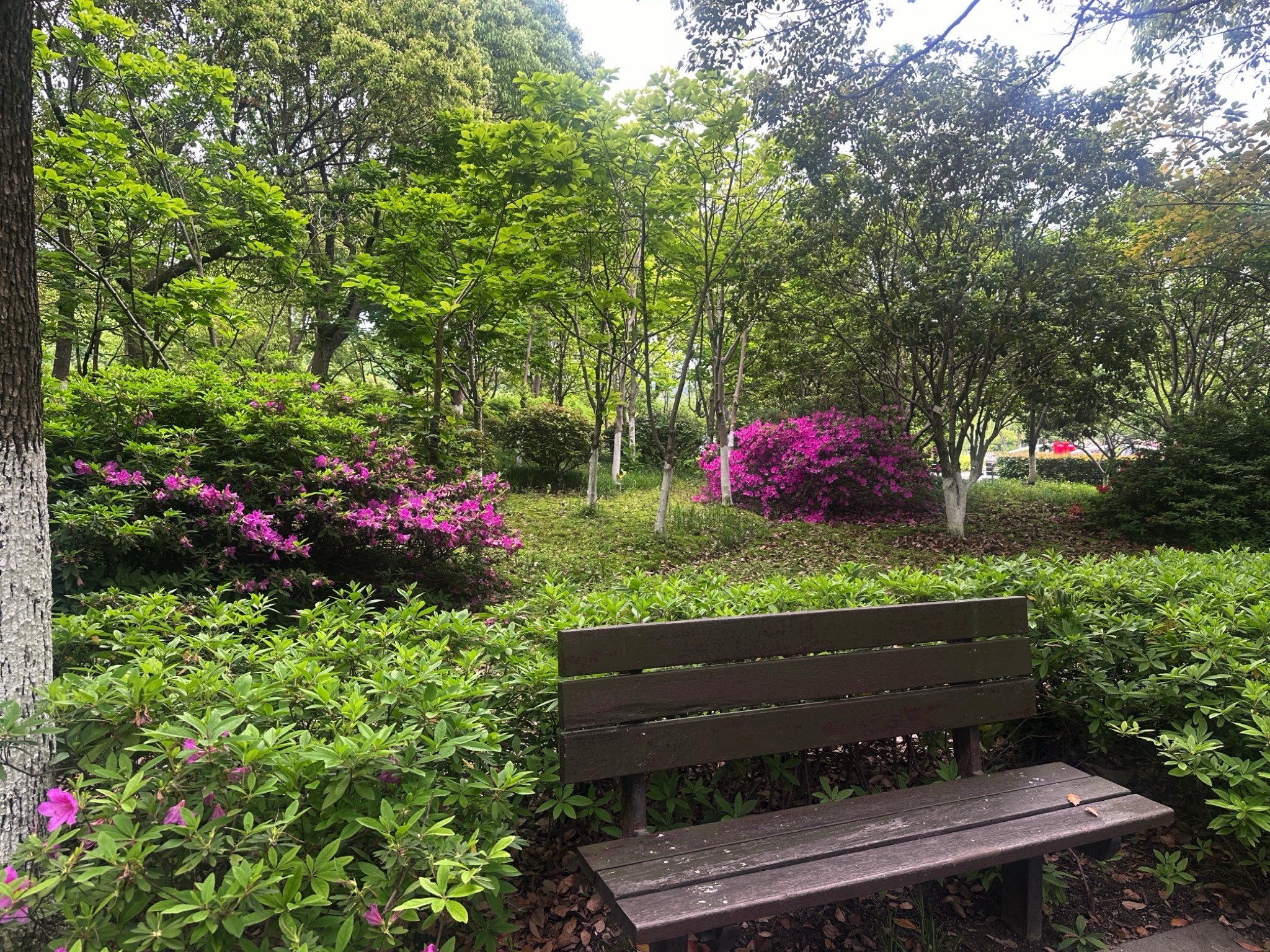 黄山湖公园旅行图片 1