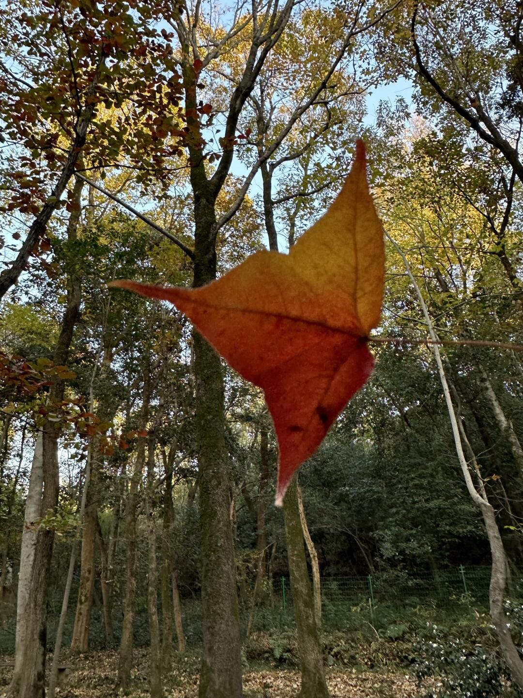 龙池山风景区旅行图片 3