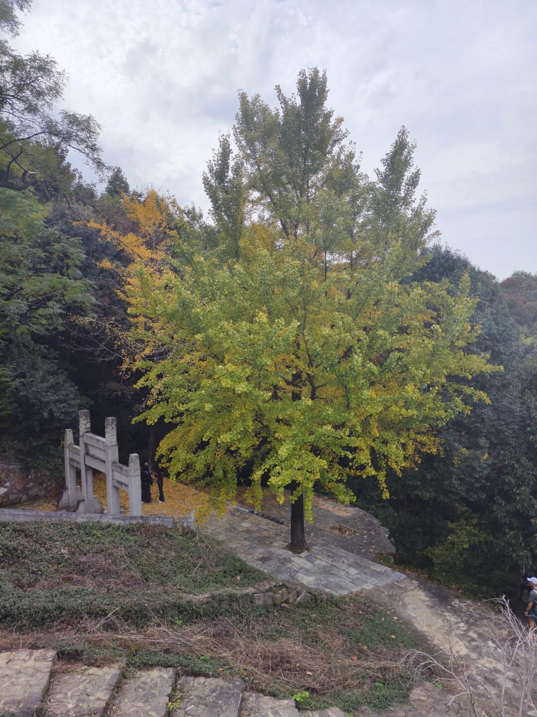 龙池山风景区旅行图片 3