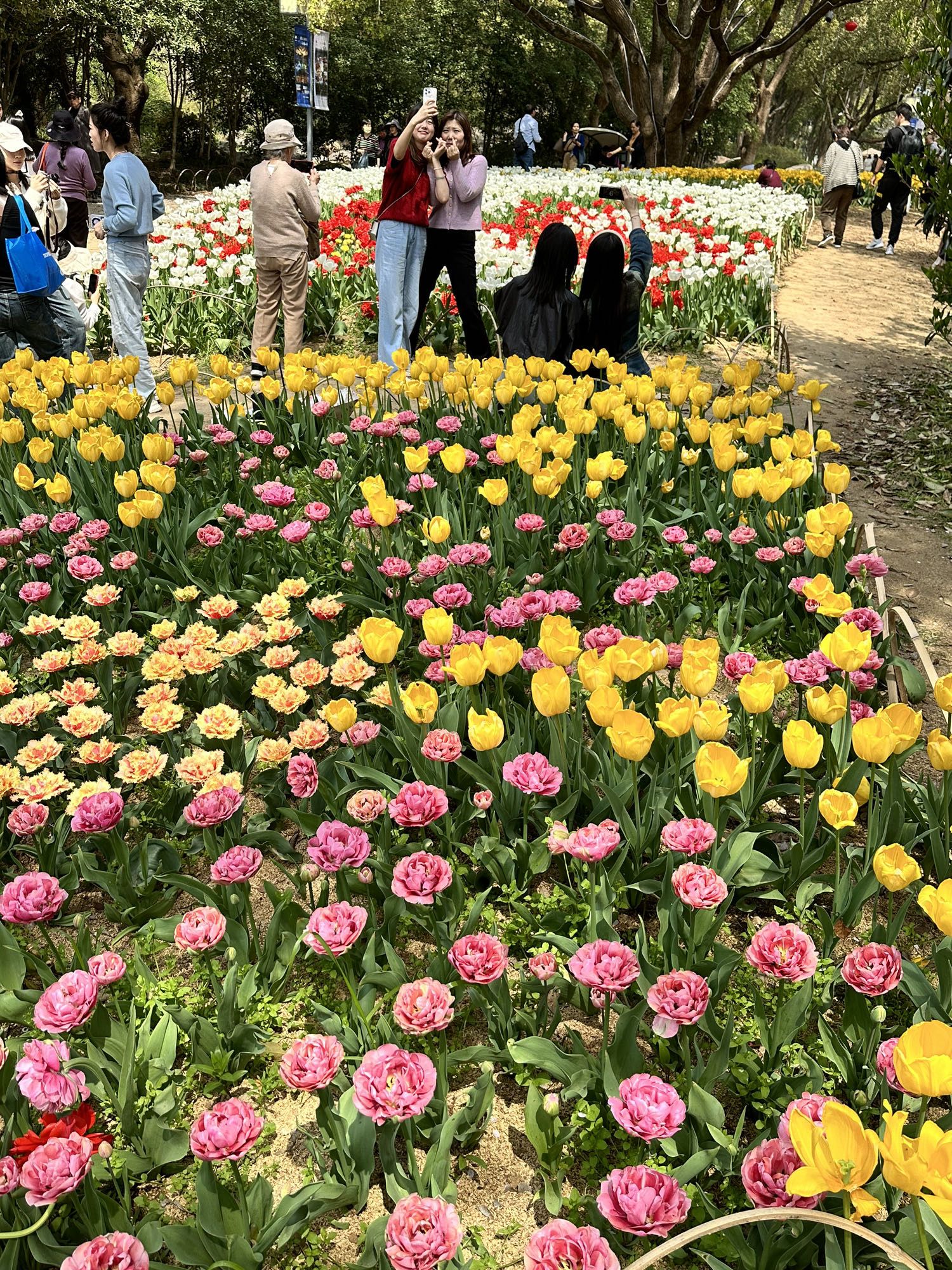 荣氏梅园旅行图片 1