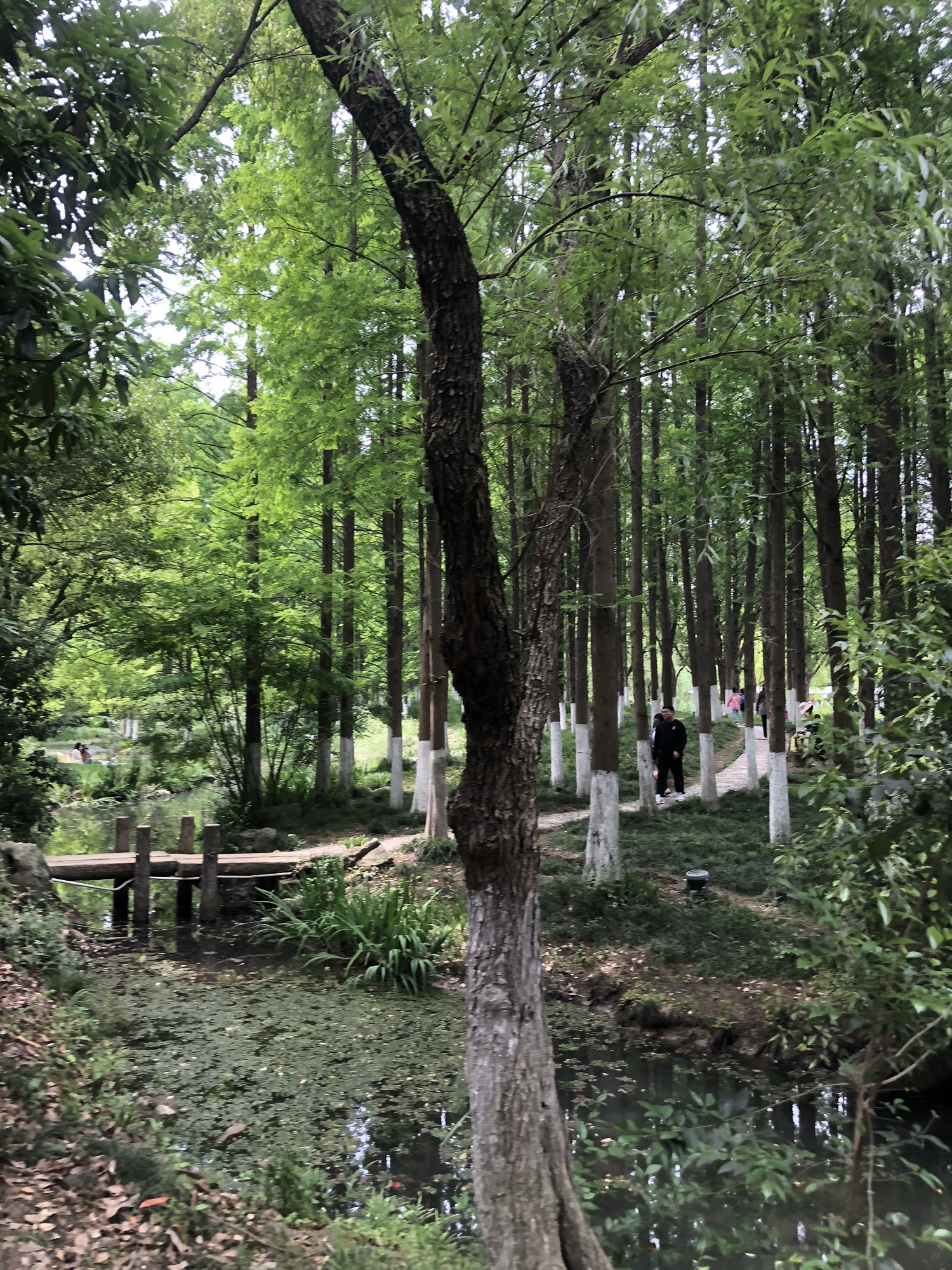 新洲生态园旅行图片 3