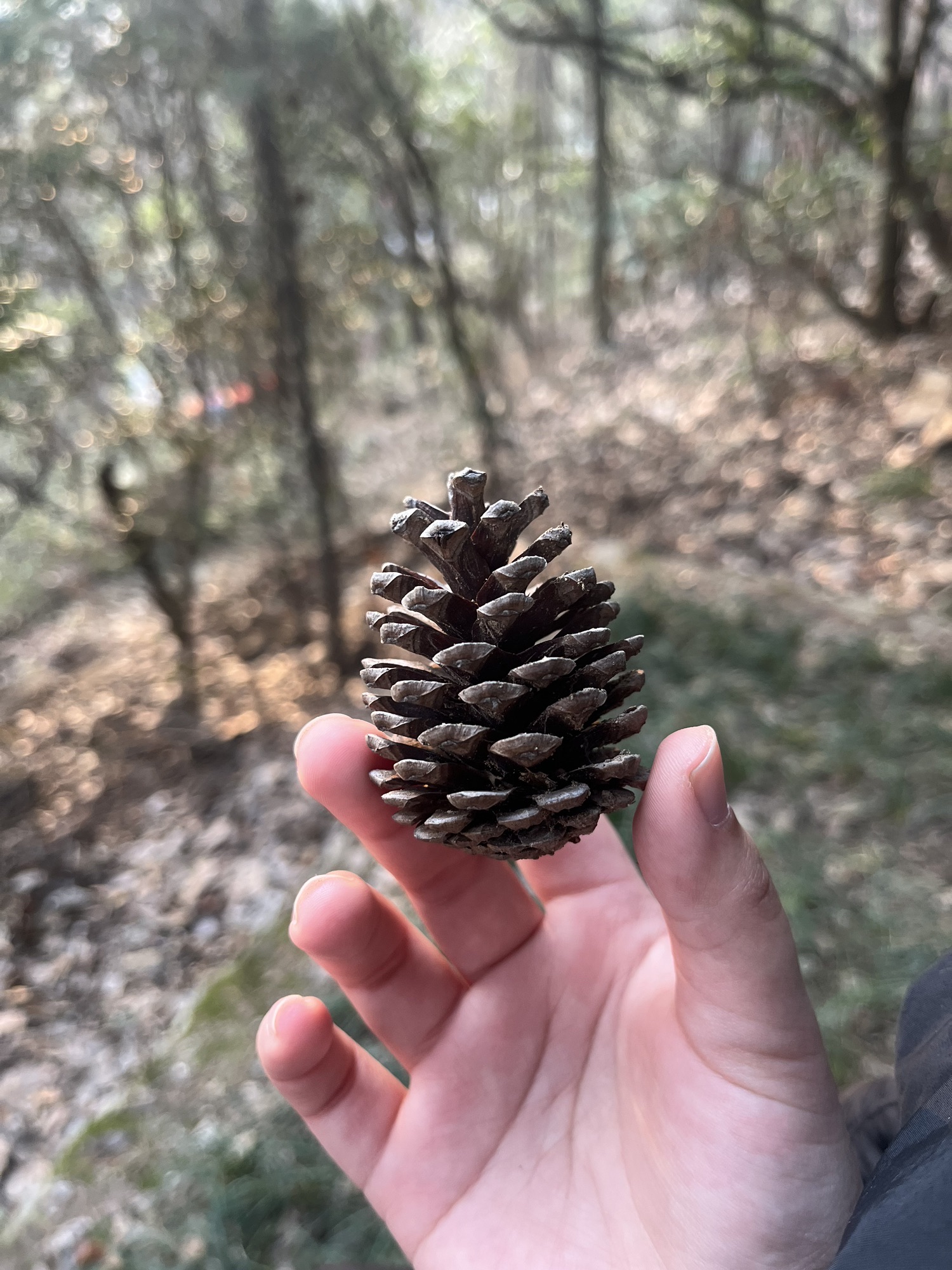 惠山国家森林公园旅行图片 1