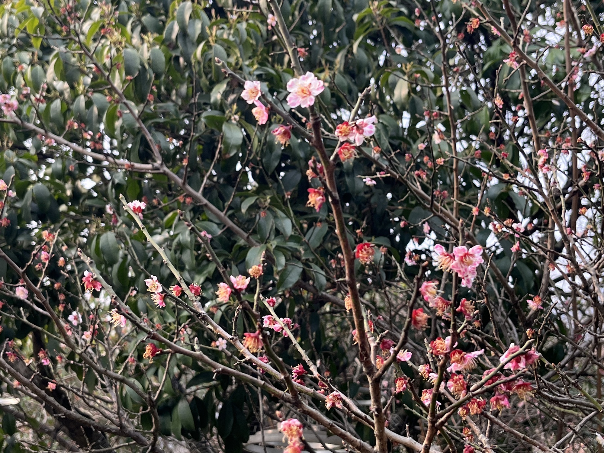 惠山国家森林公园旅行图片 3