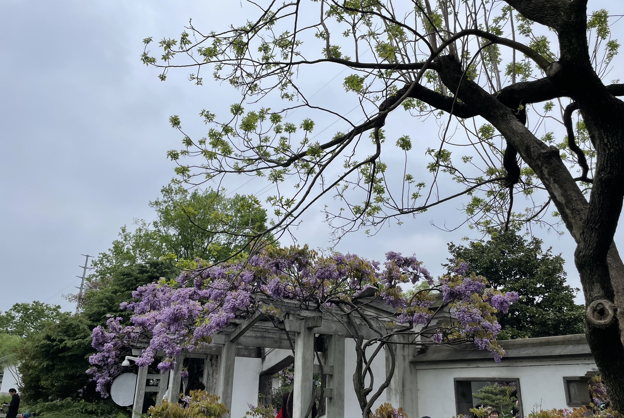 吟苑公园旅行图片 2