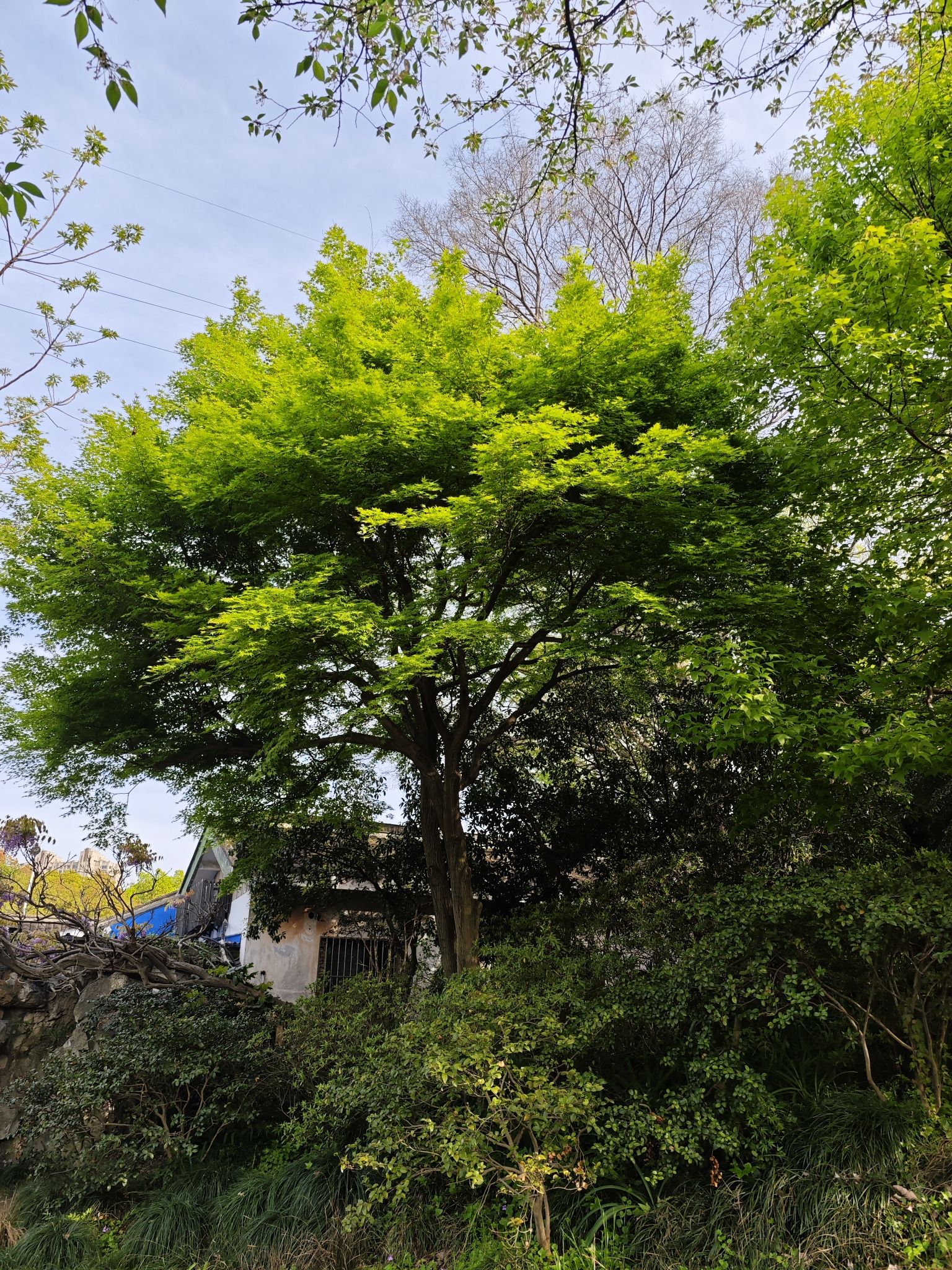 吟苑公园旅行图片 3