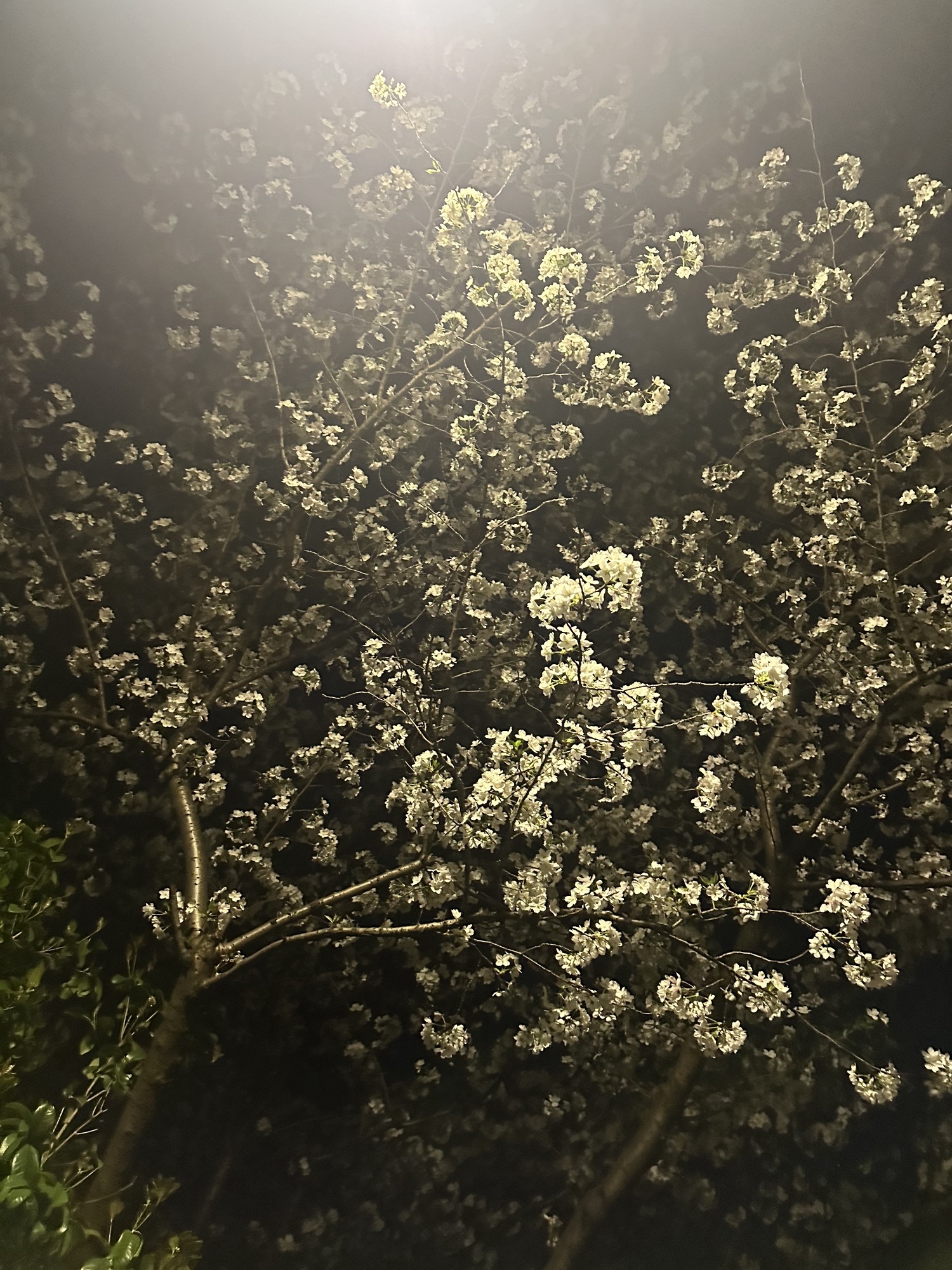 金匮公园旅行图片 1