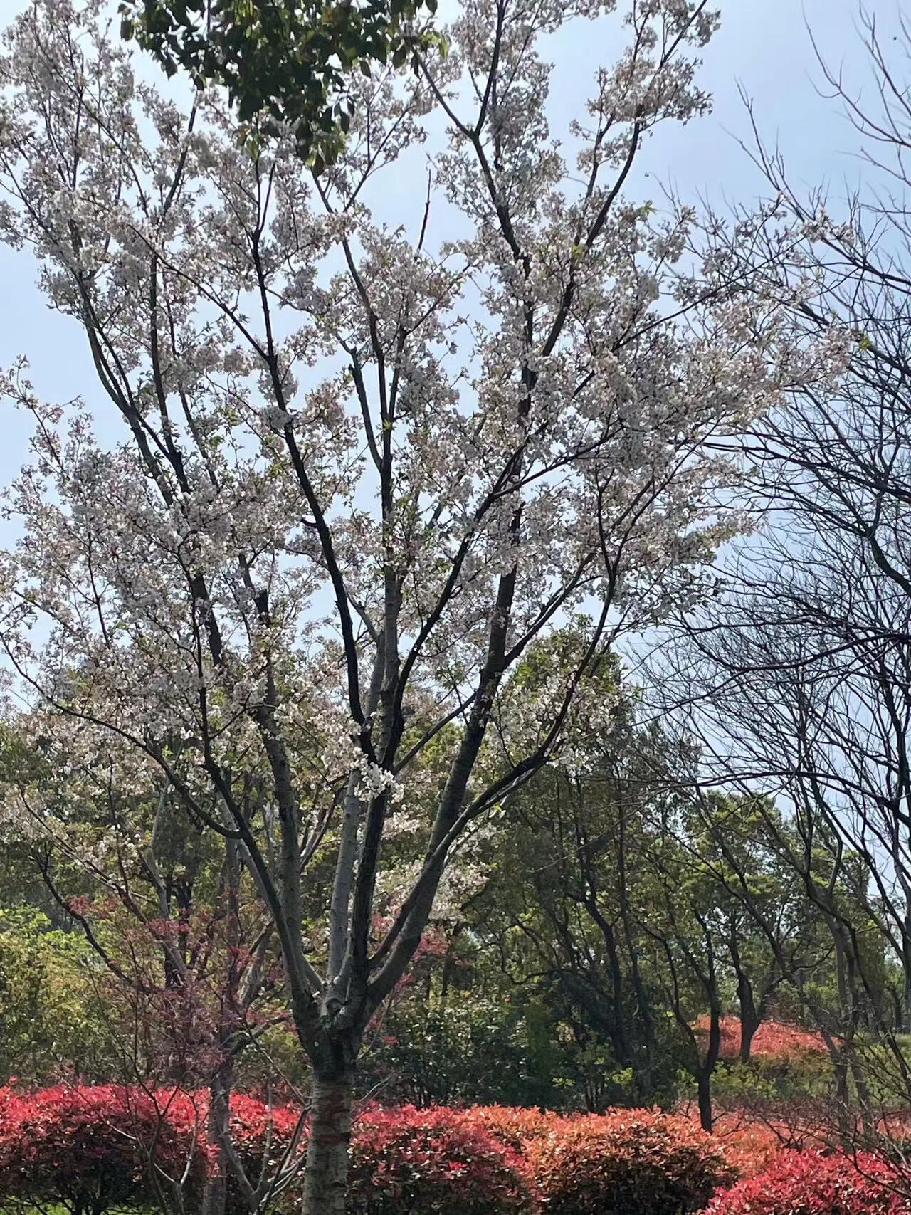 金匮公园旅行图片 1