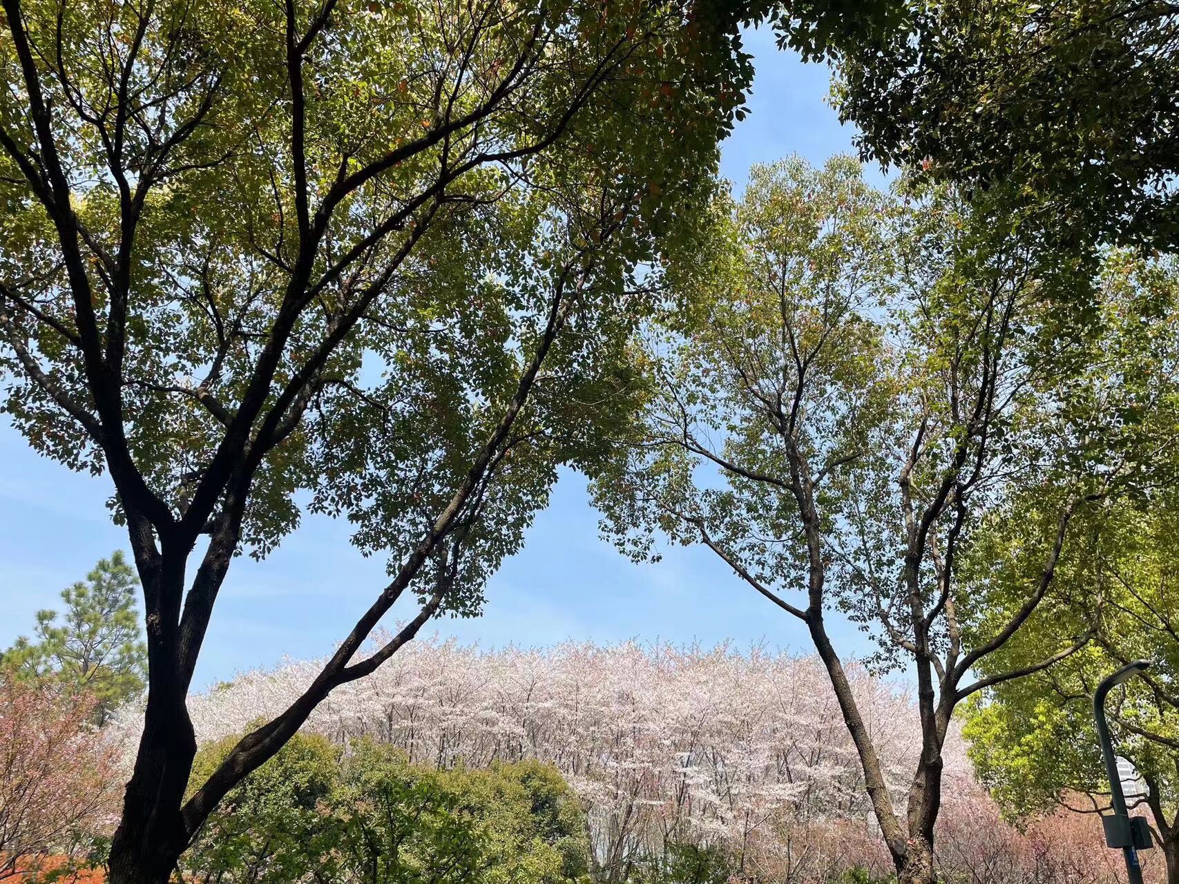 金匮公园旅行图片 3