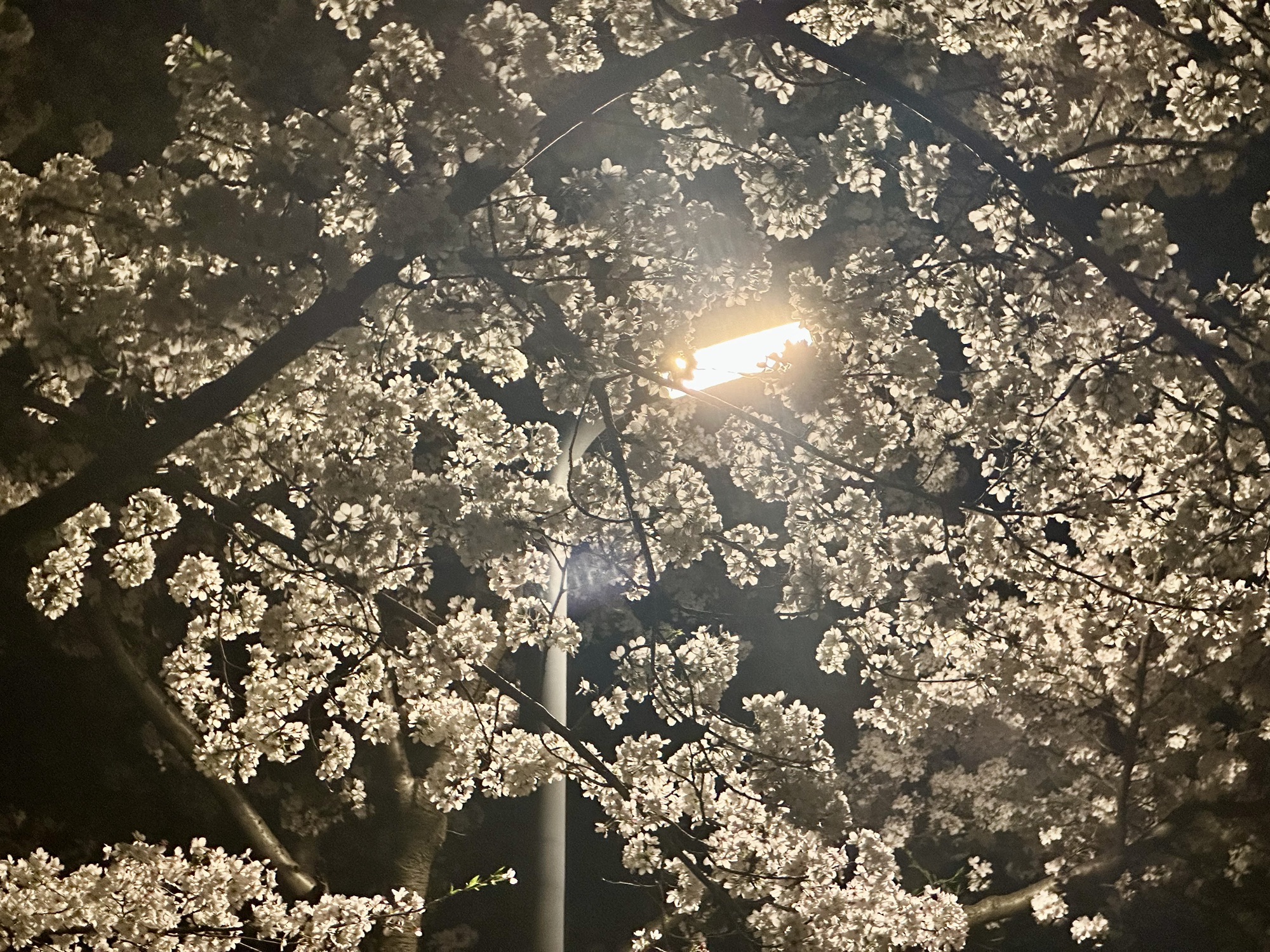 金匮公园旅行图片 3