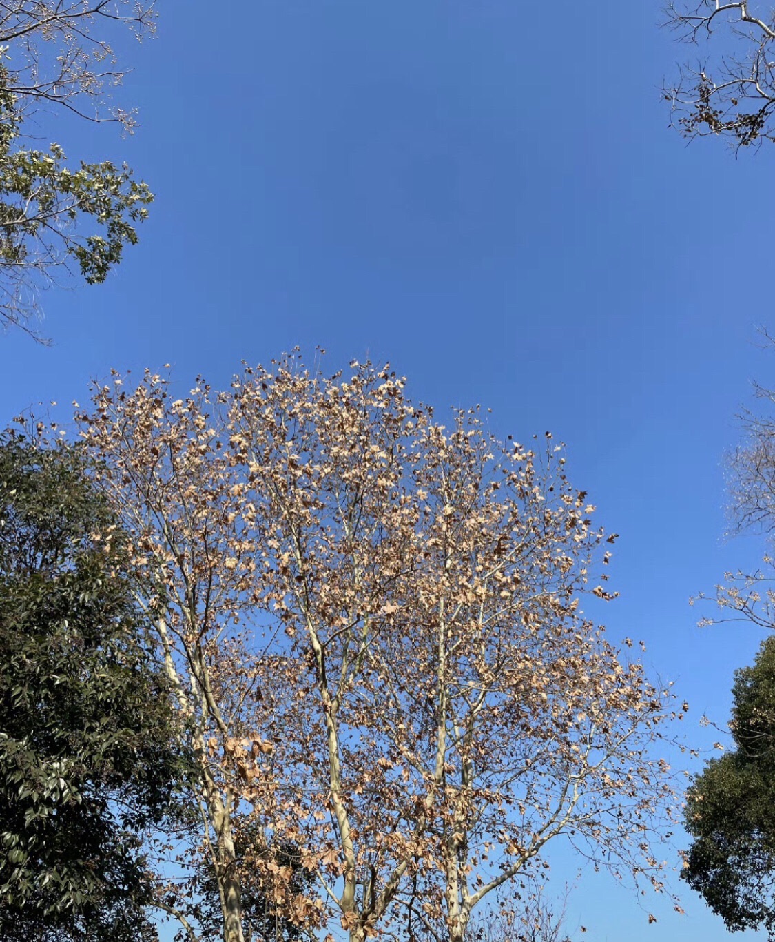 鸿山泰伯景区旅行图片 1