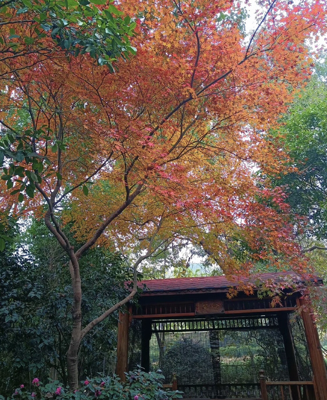 鸿山泰伯景区旅行图片 2