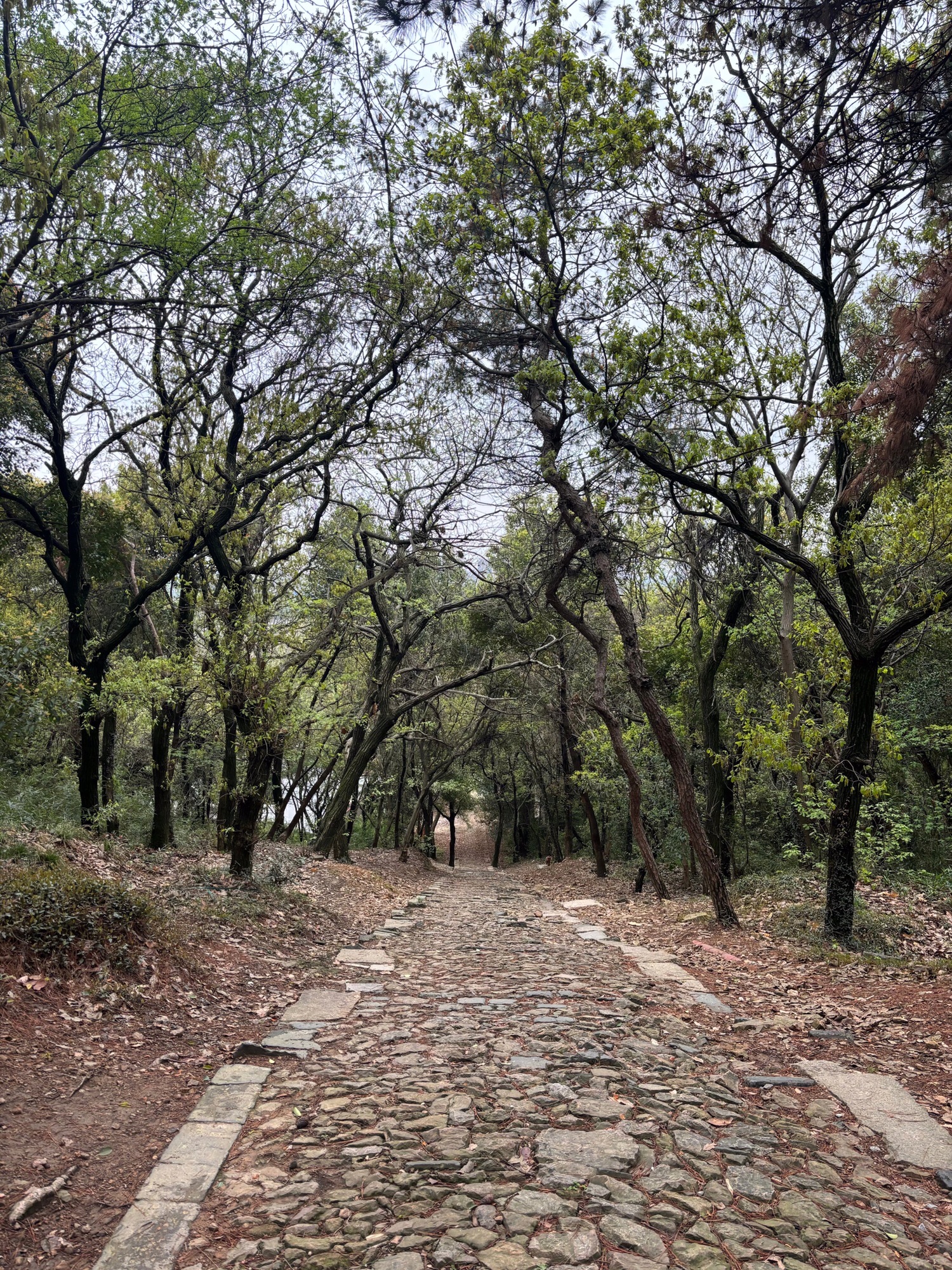 鸿山泰伯景区旅行图片 2