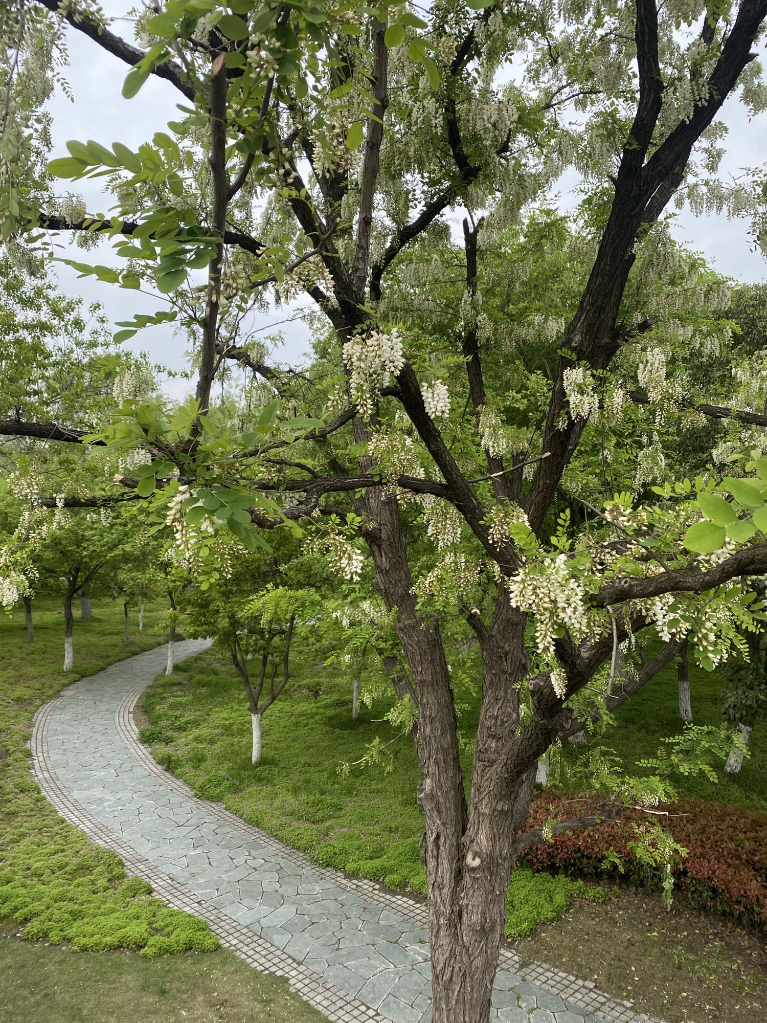 大桥公园旅行图片 2