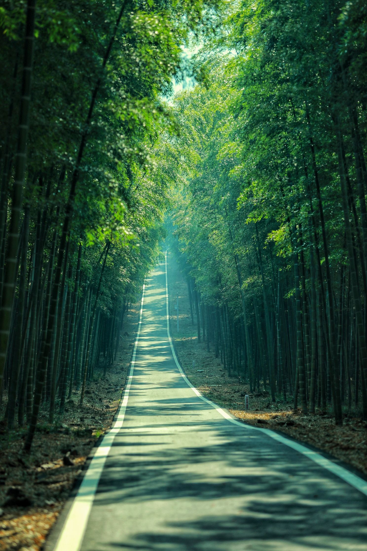 宜兴国家森林公园旅行图片 3