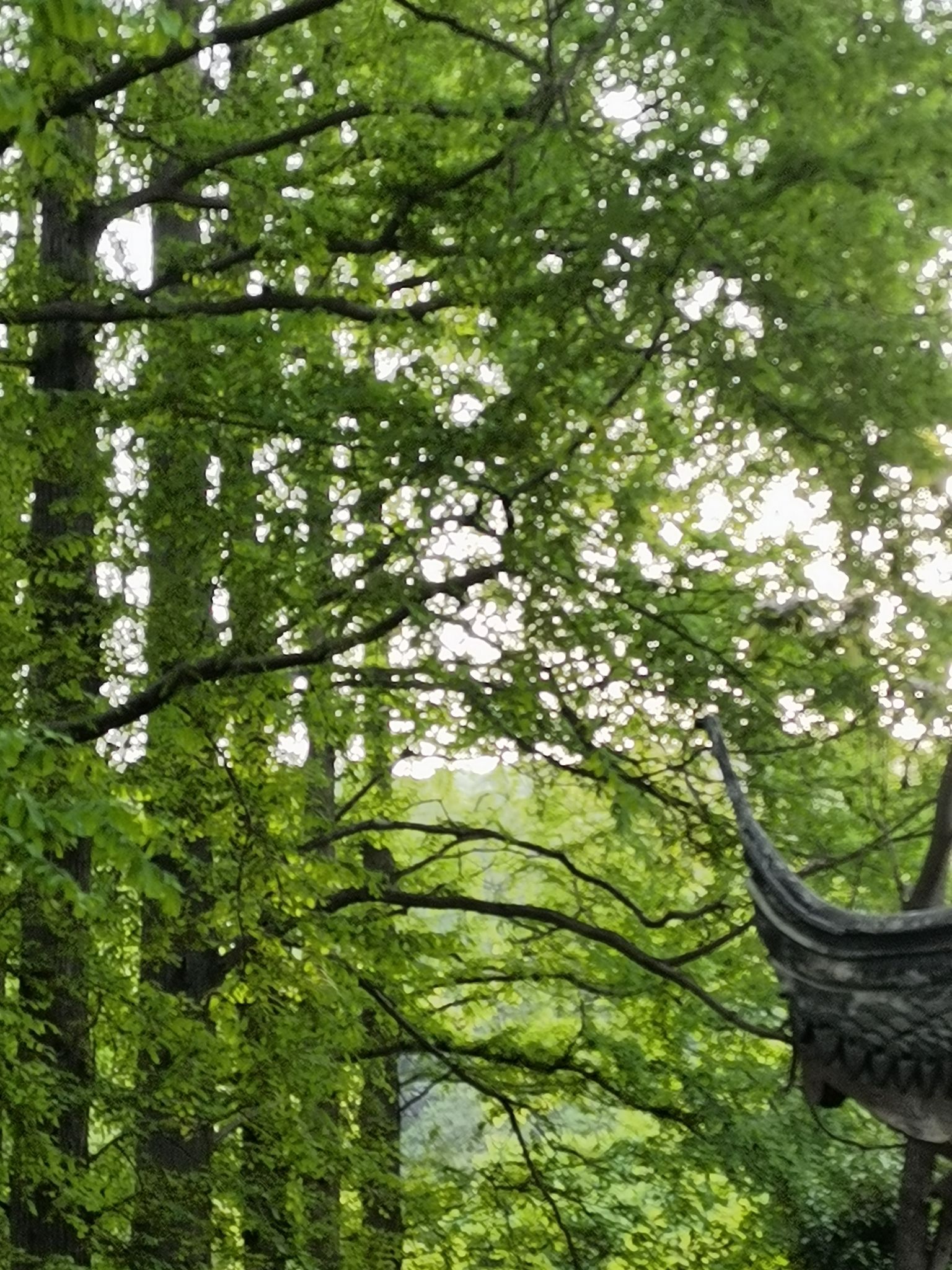 宜兴国家森林公园旅行图片 1
