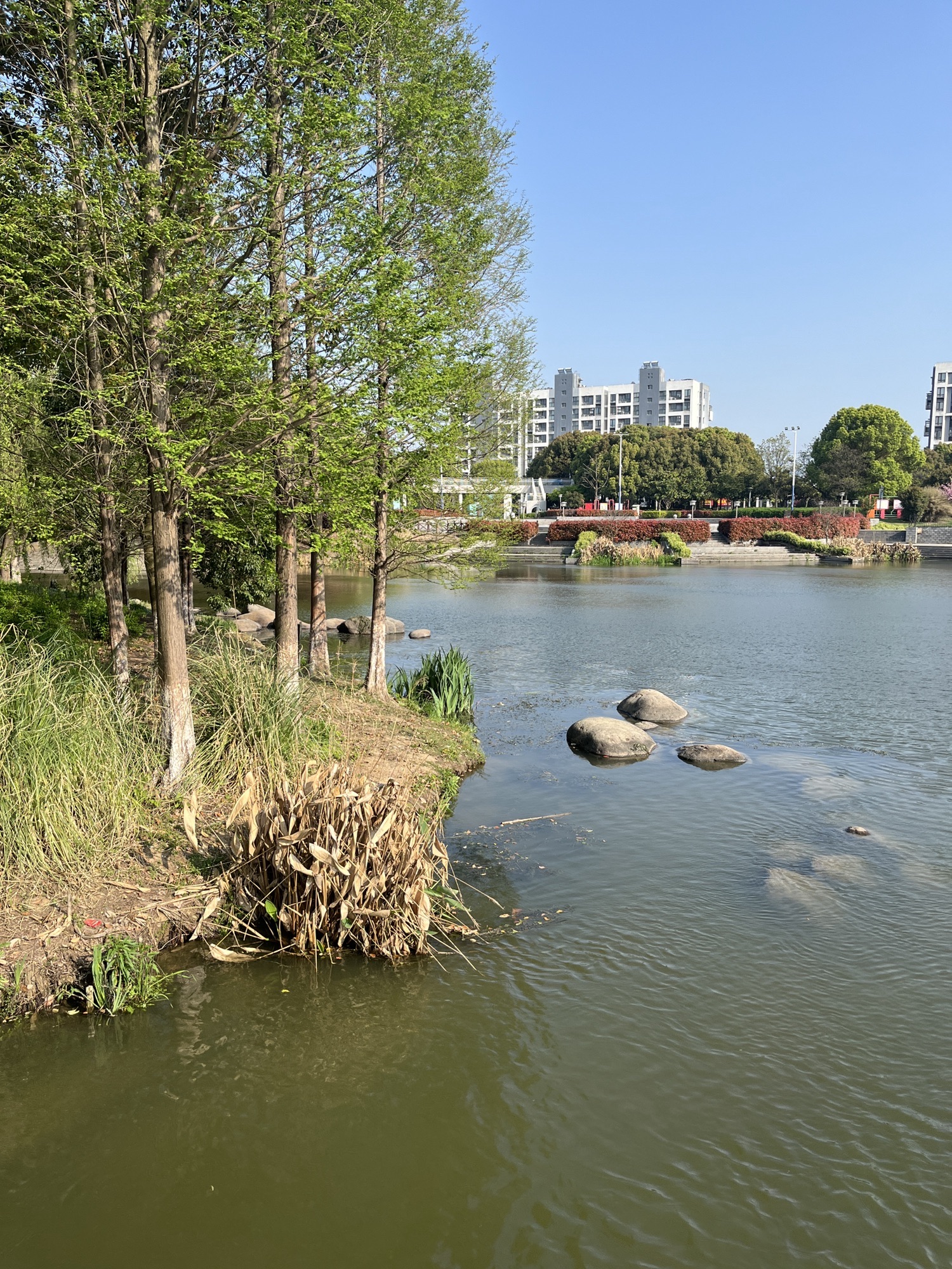 金顾山公园旅行图片 2