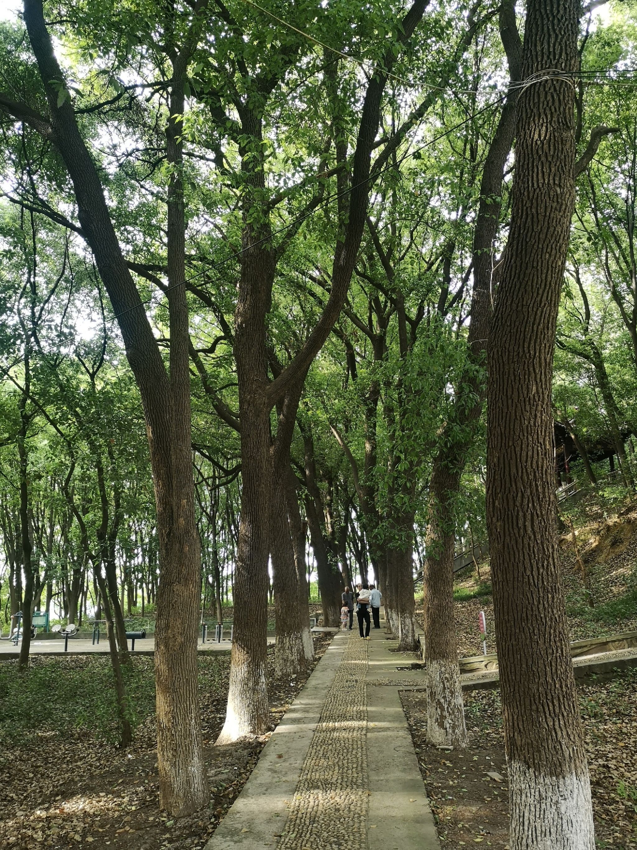 吴王八子墓旅行图片 1