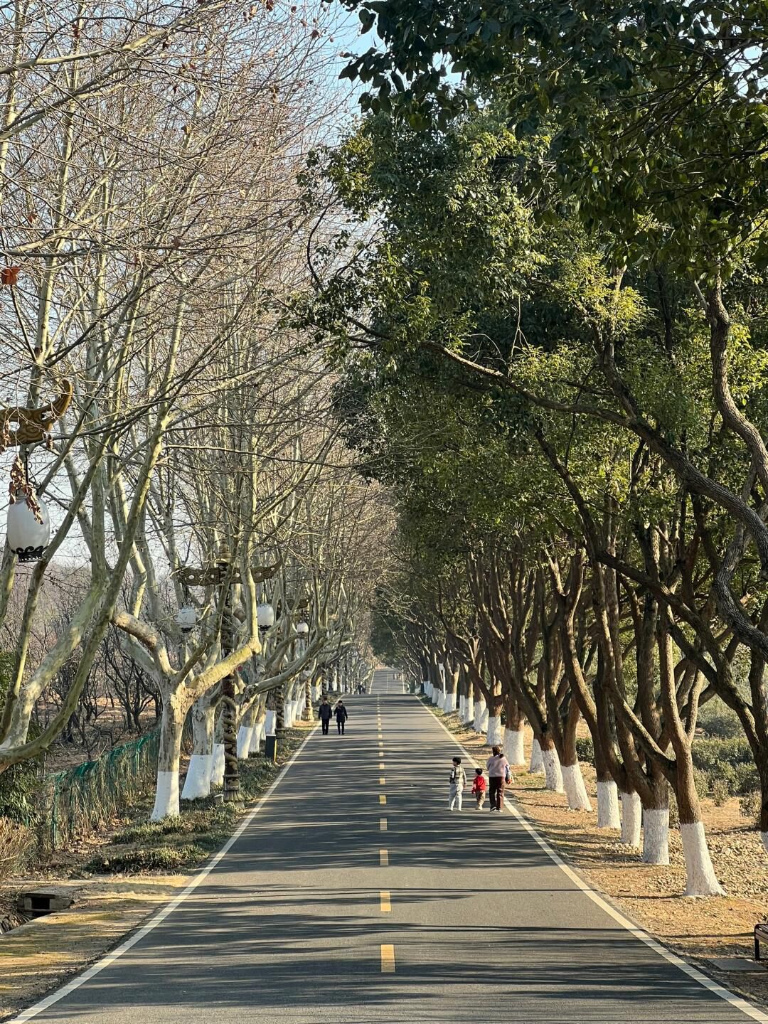 宜兴龙背山森林公园旅行图片 2
