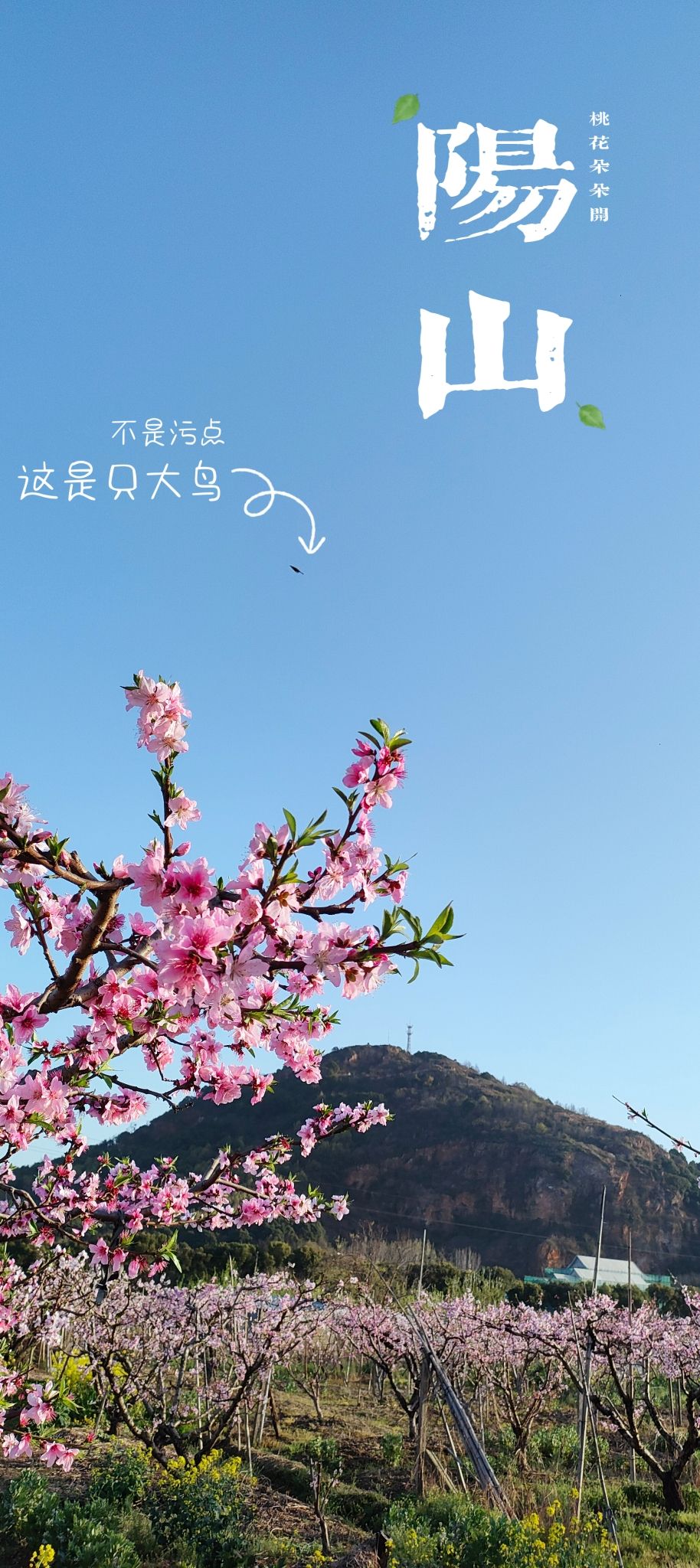 阳山桃花源景区