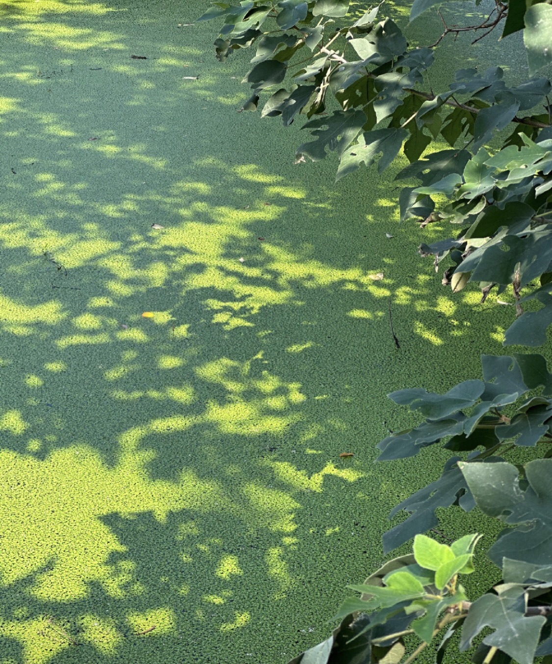 阳山桃花源景区旅行图片 1