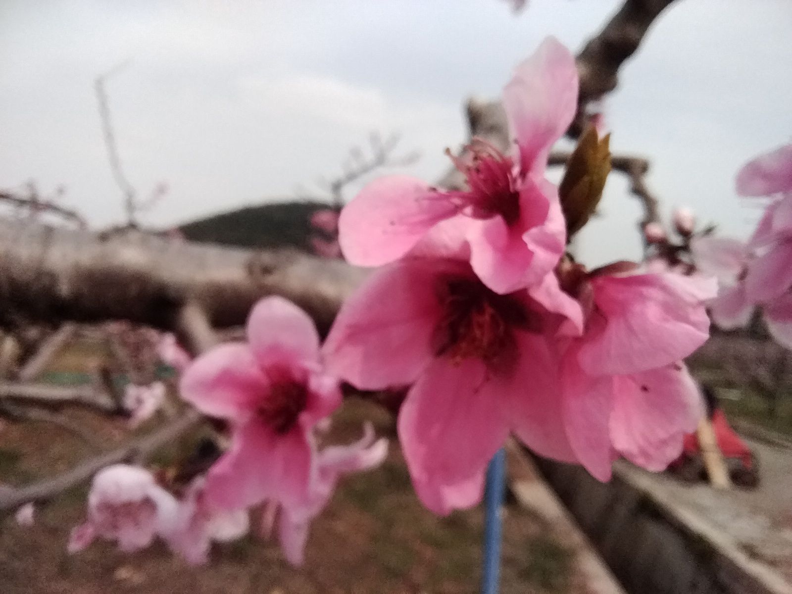 阳山桃花源景区旅行图片 2