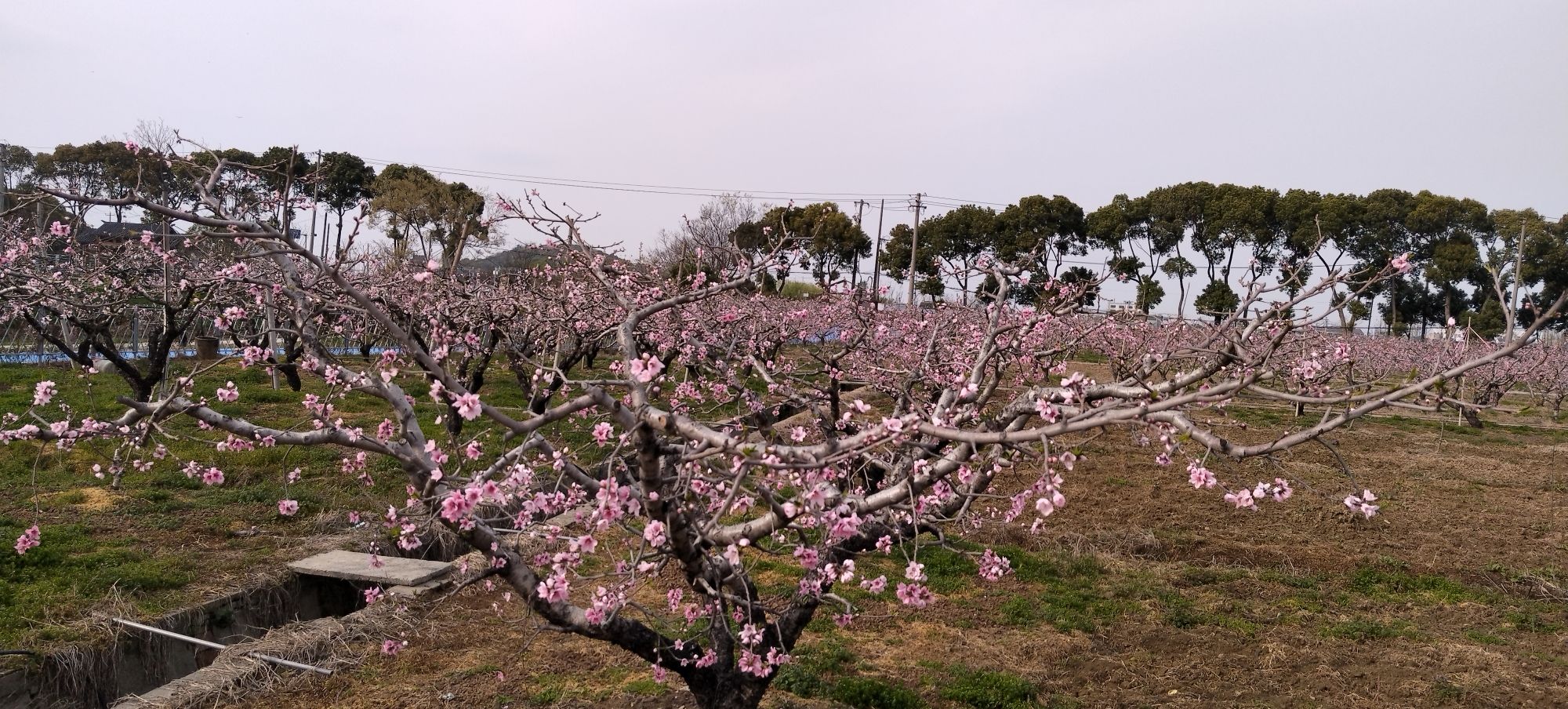 阳山桃花源景区旅行图片 3