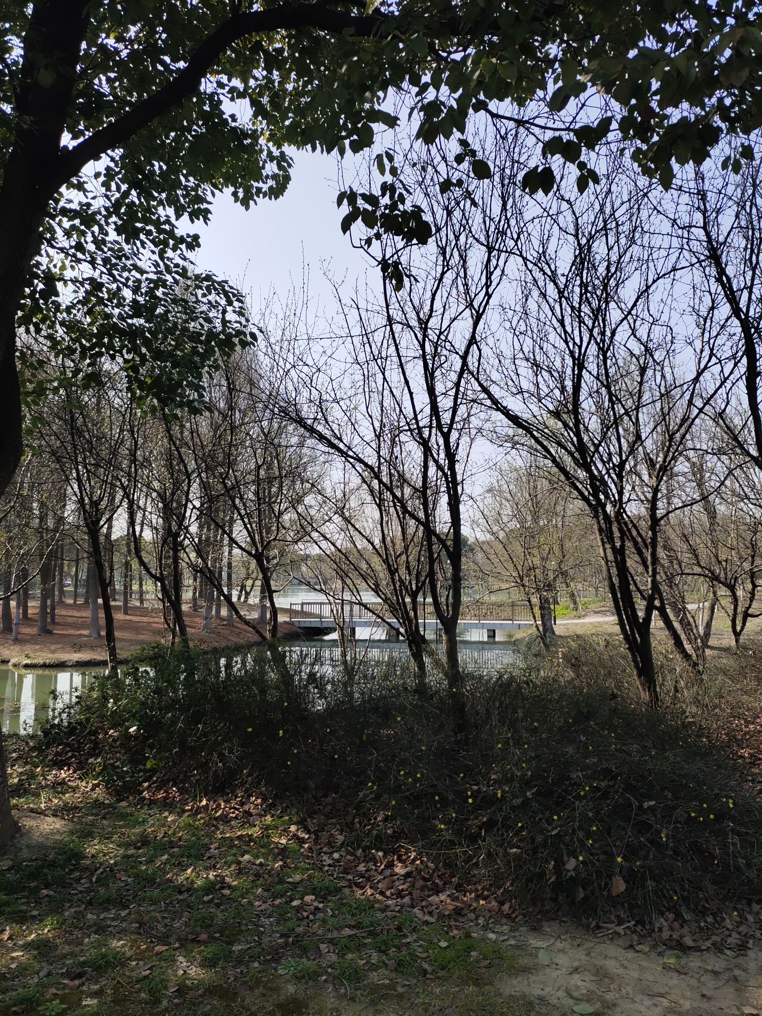惠山湿地公园旅行图片 3