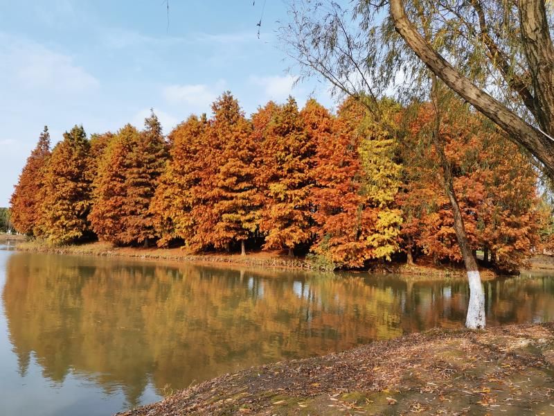 惠山湿地公园旅行图片 1