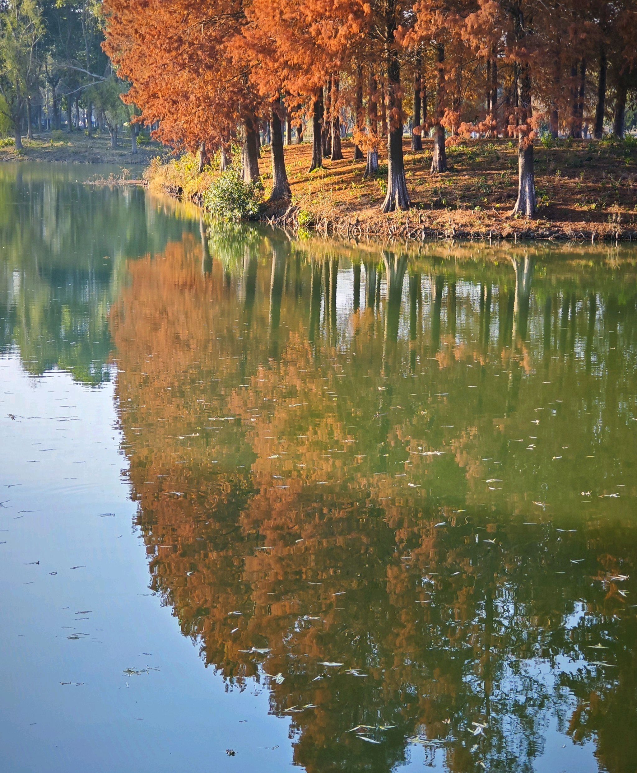 惠山湿地公园旅行图片 2