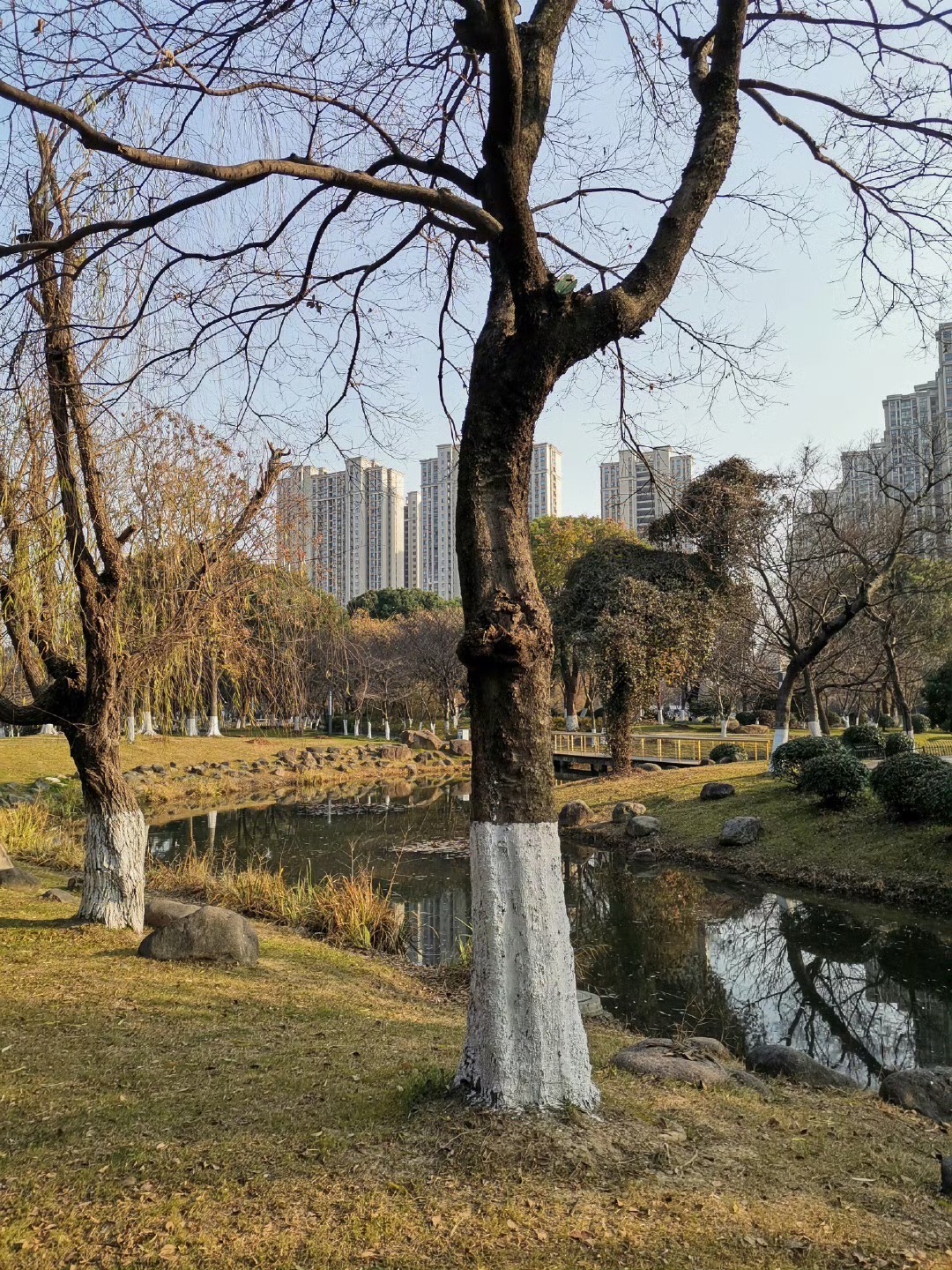 新城中央公园旅行图片 2