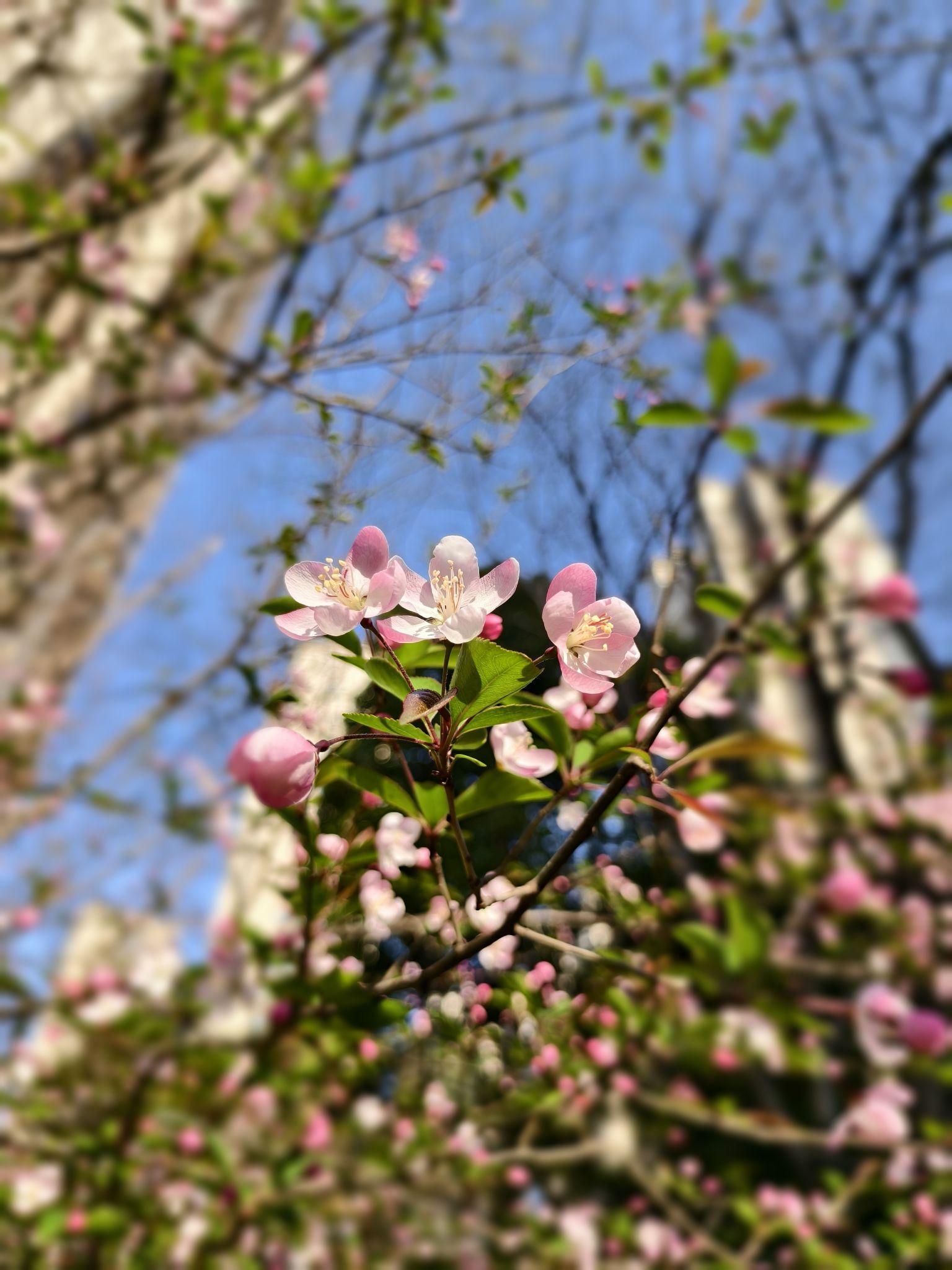 新城中央公园旅行图片 1
