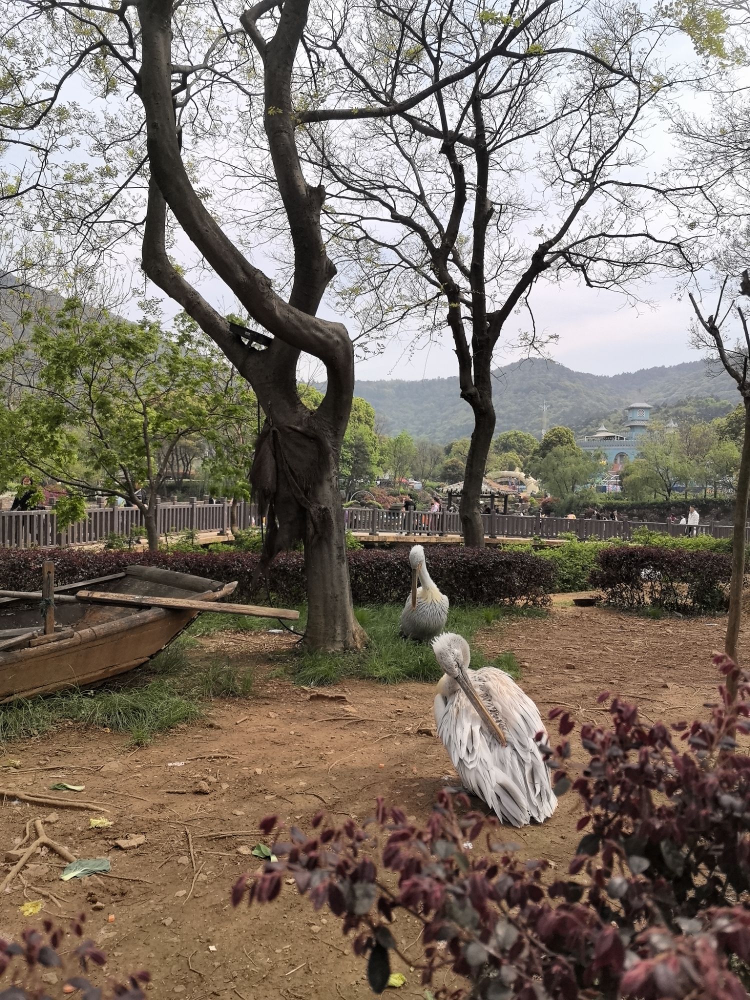 无锡动物园旅行图片 1