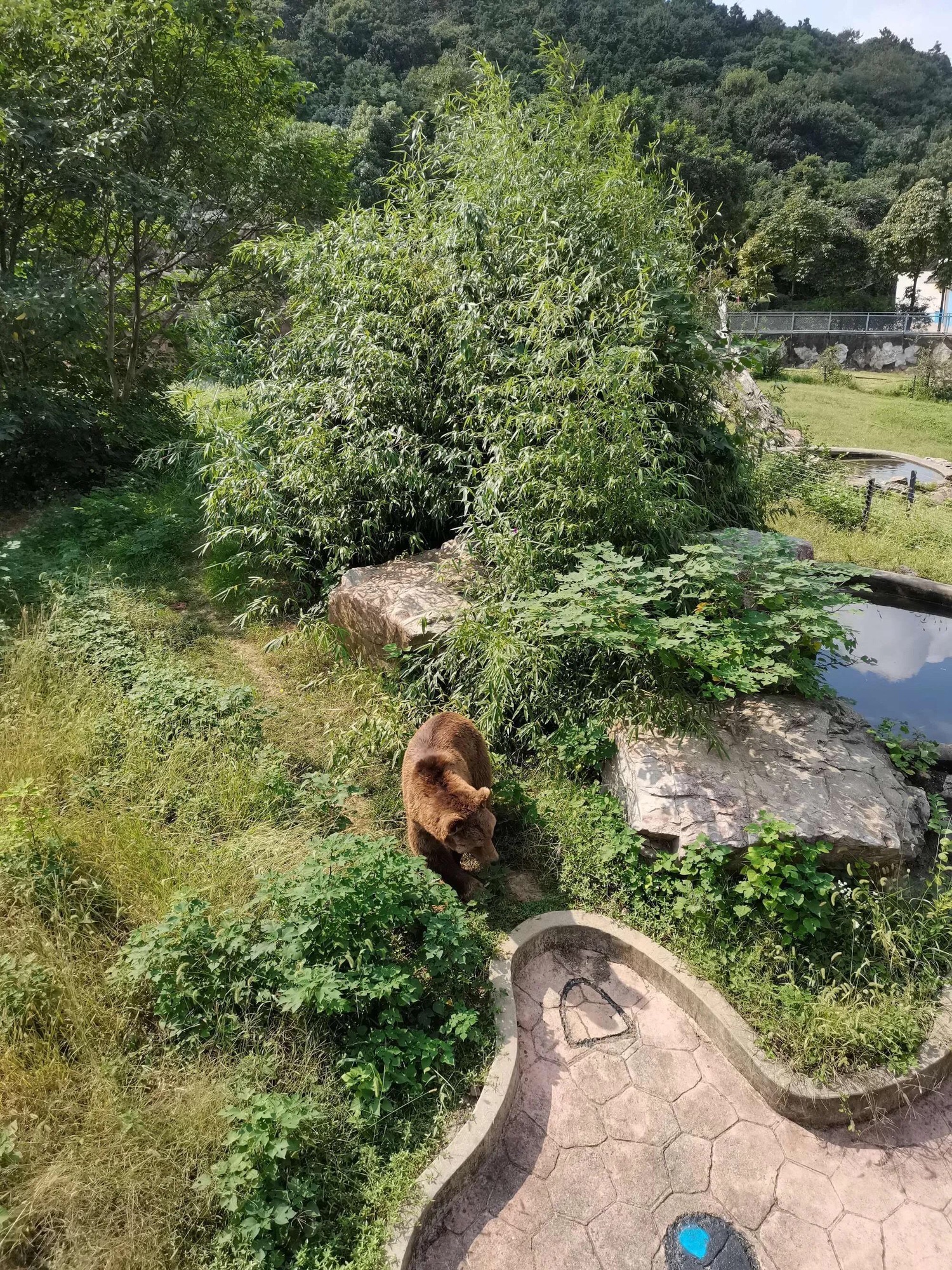 无锡动物园旅行图片 2