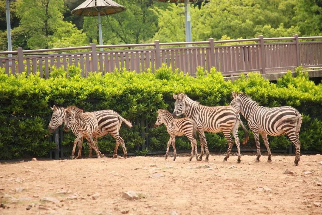 无锡动物园旅行图片 1