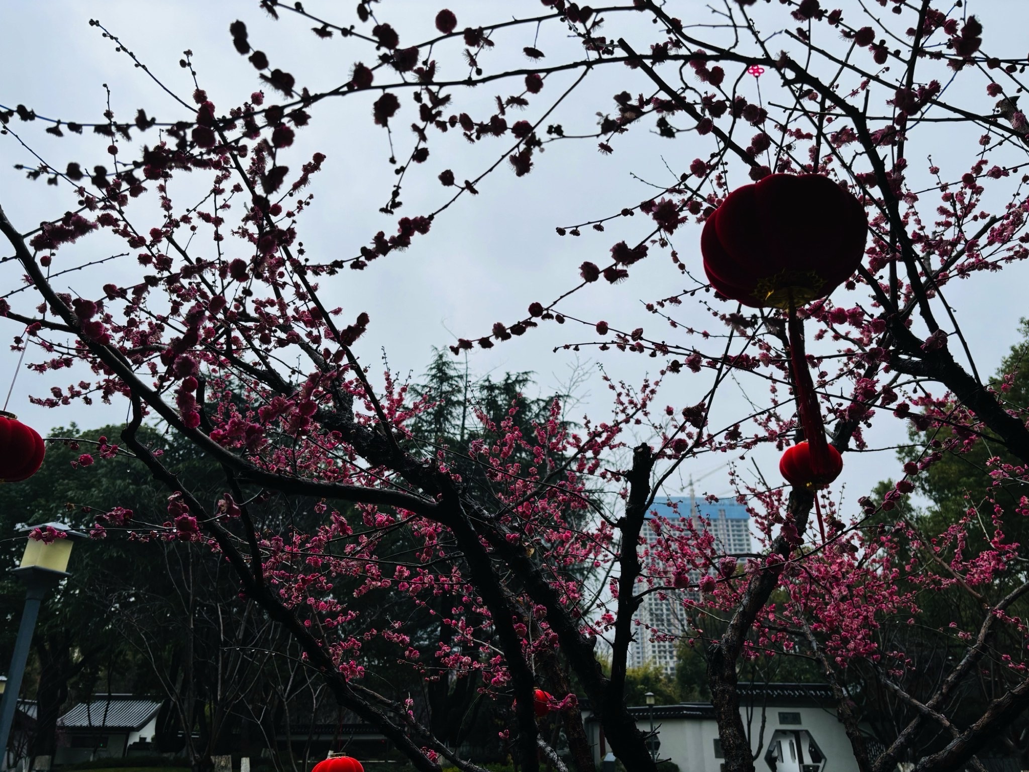 友好园旅行图片 1